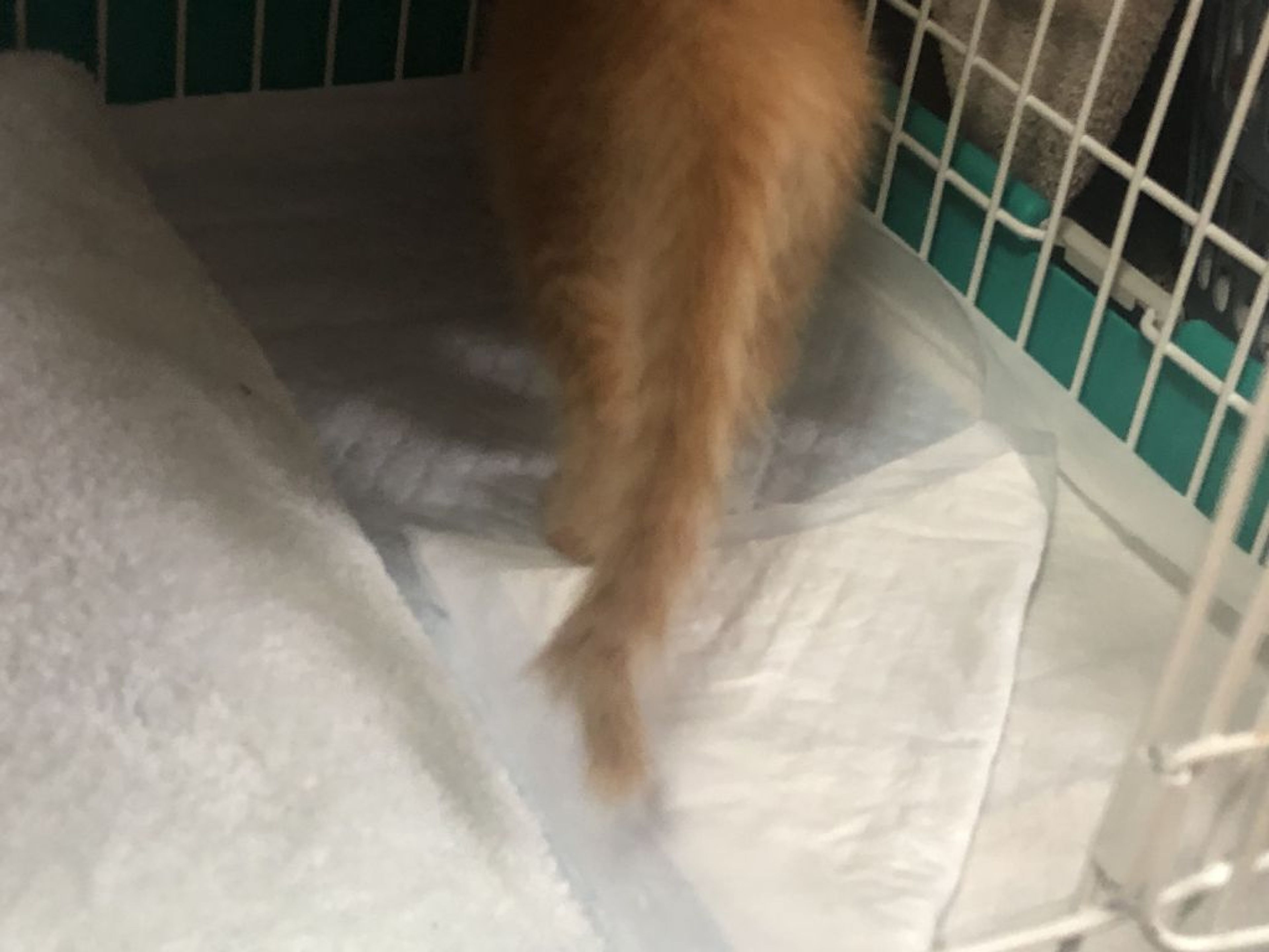 pet-image-3