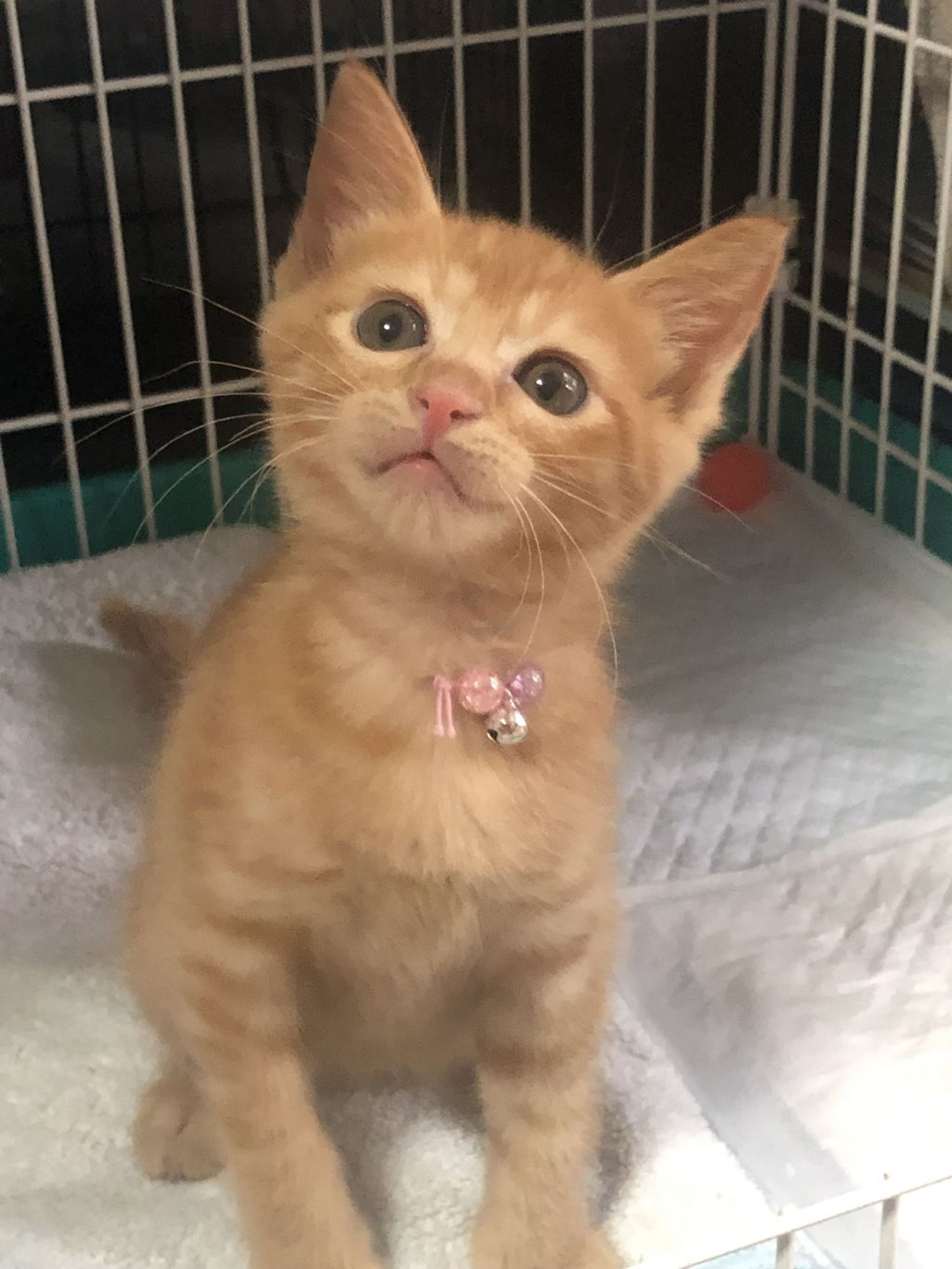 pet-image-4
