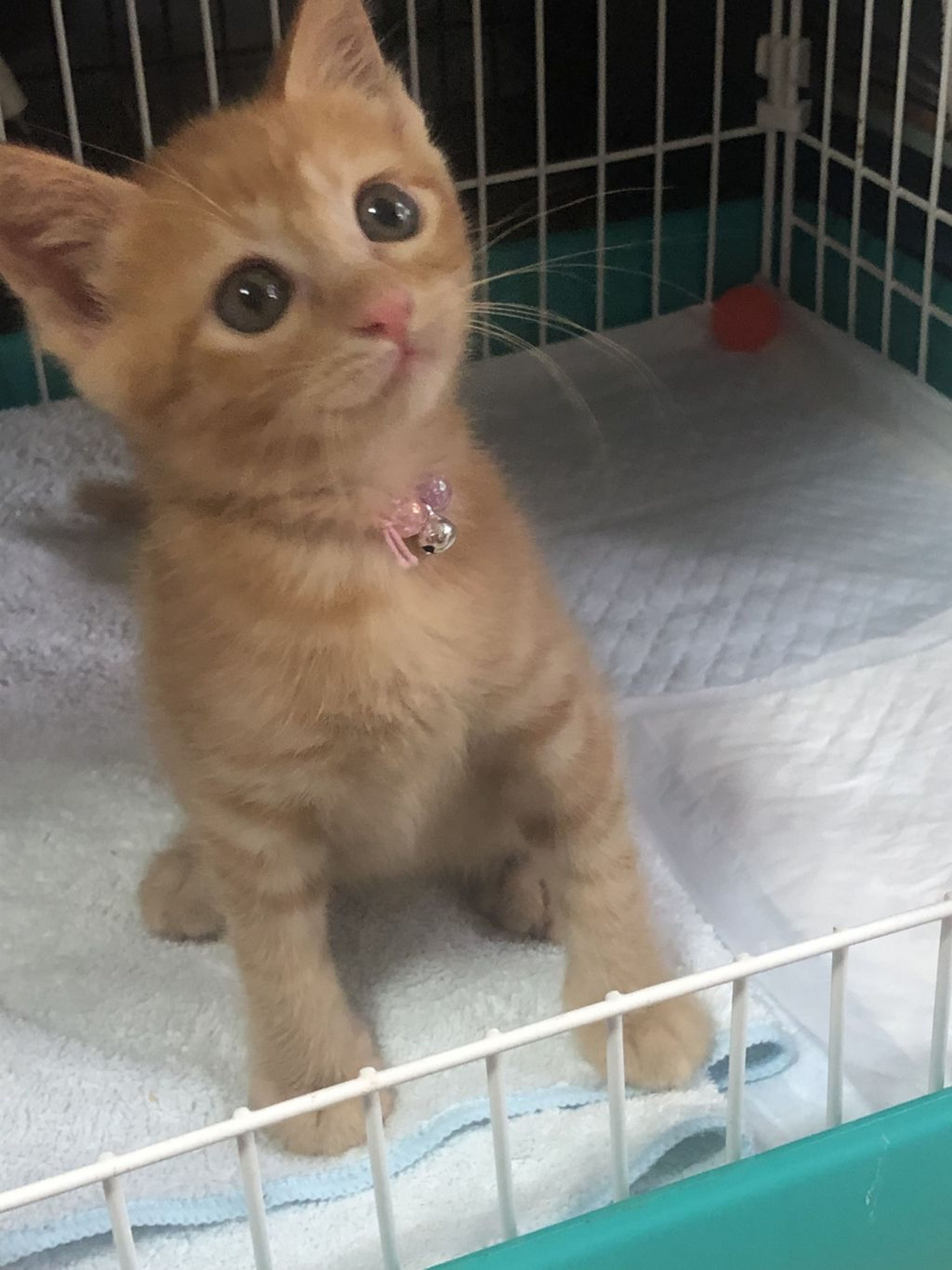 pet-image-5