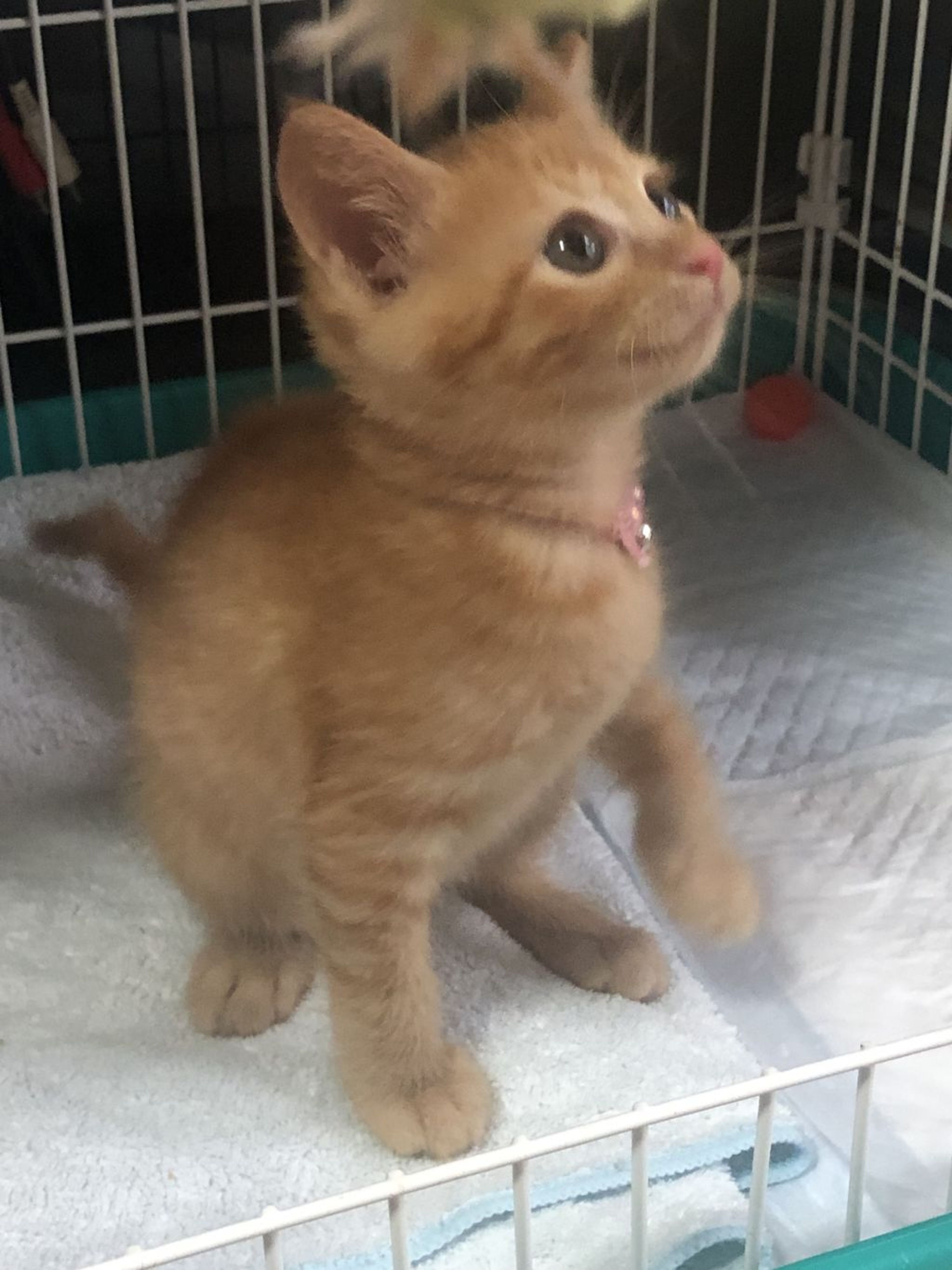 pet-image-6