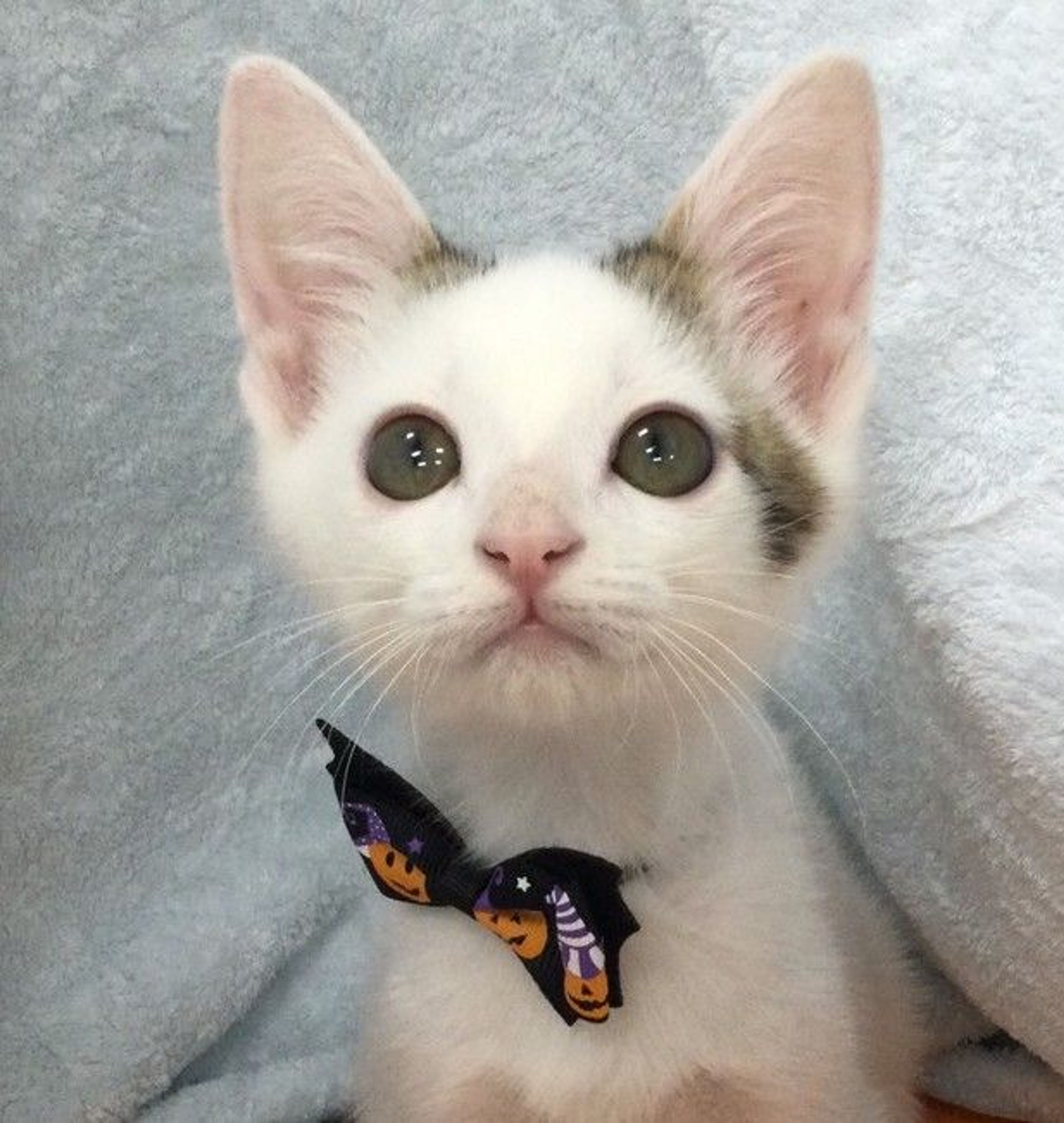 雑種（ミックス猫）・オスの里親募集の写真