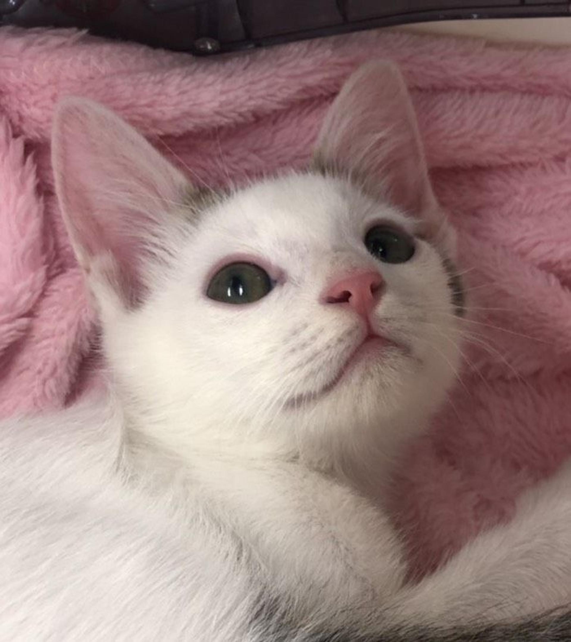 pet-image-2