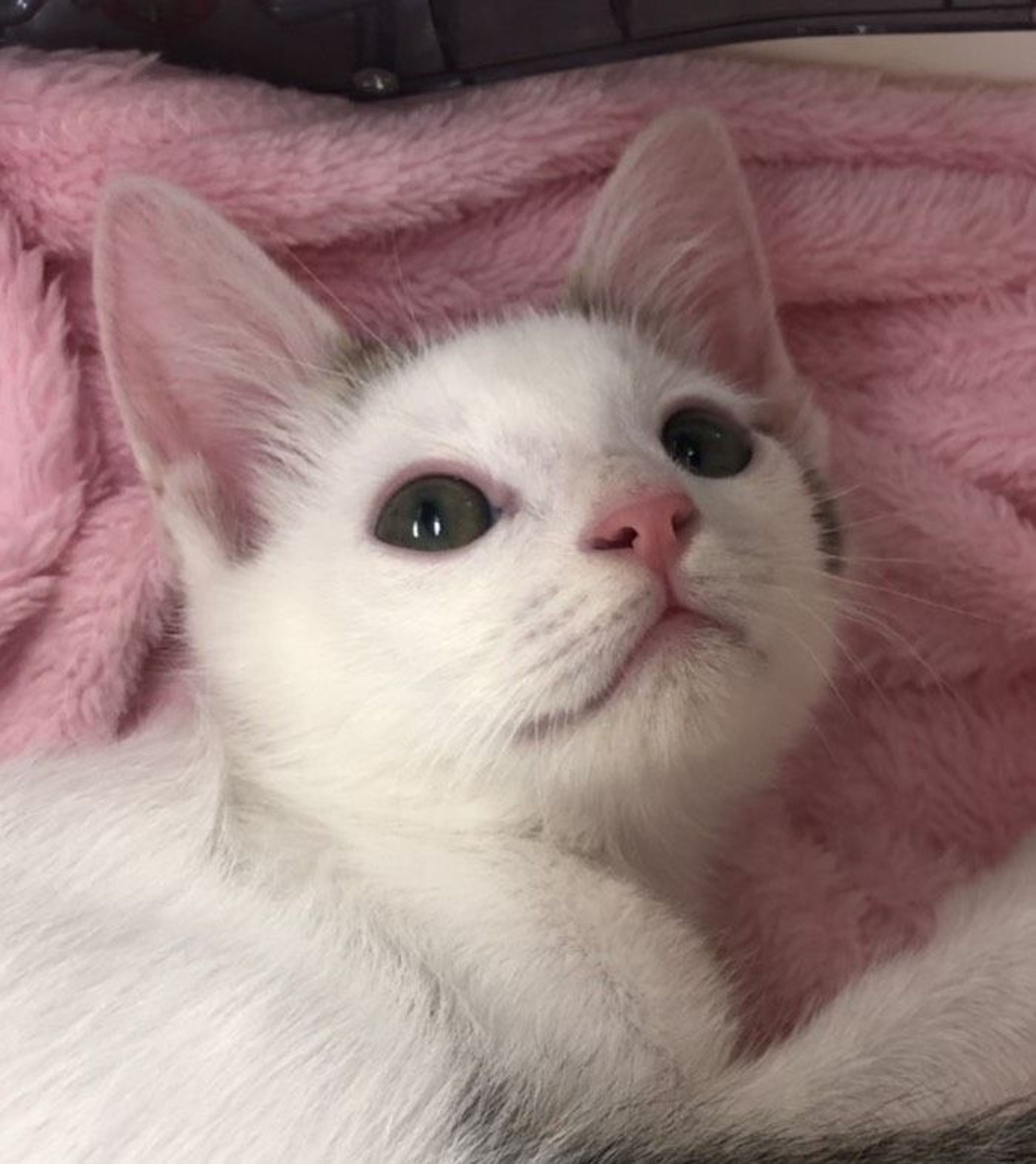 pet-image-2