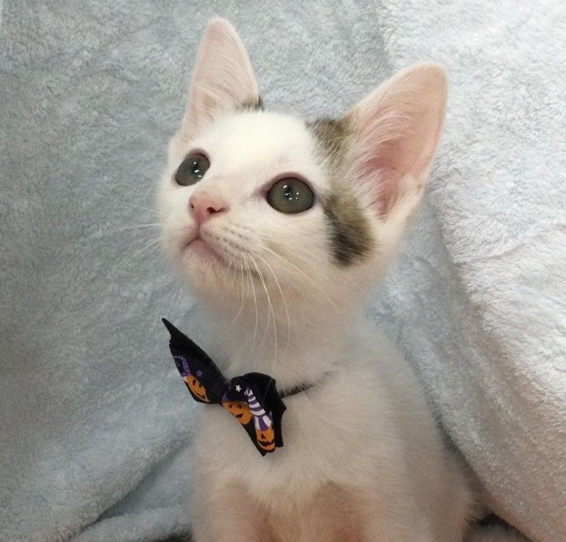 pet-image-3