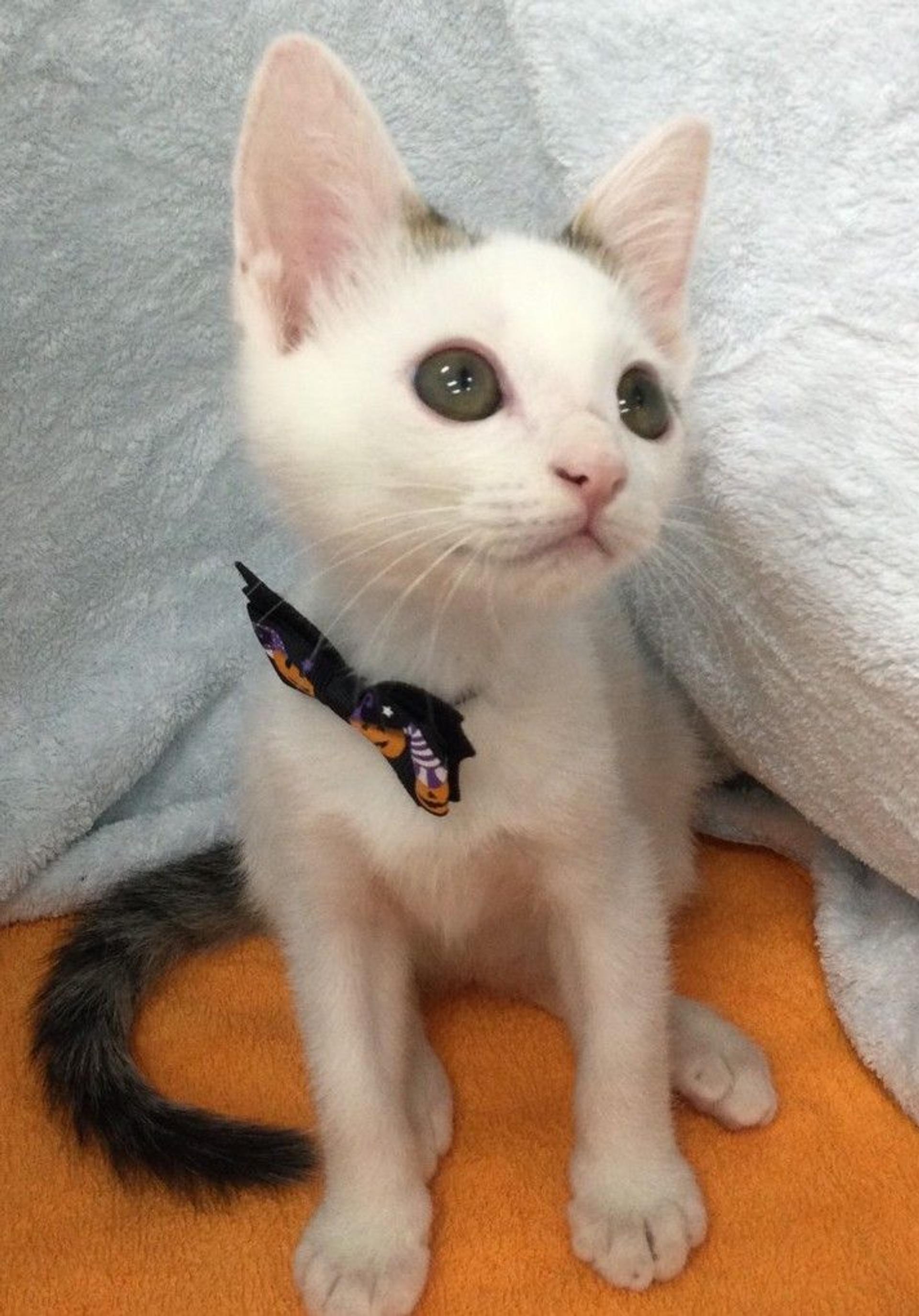 pet-image-4