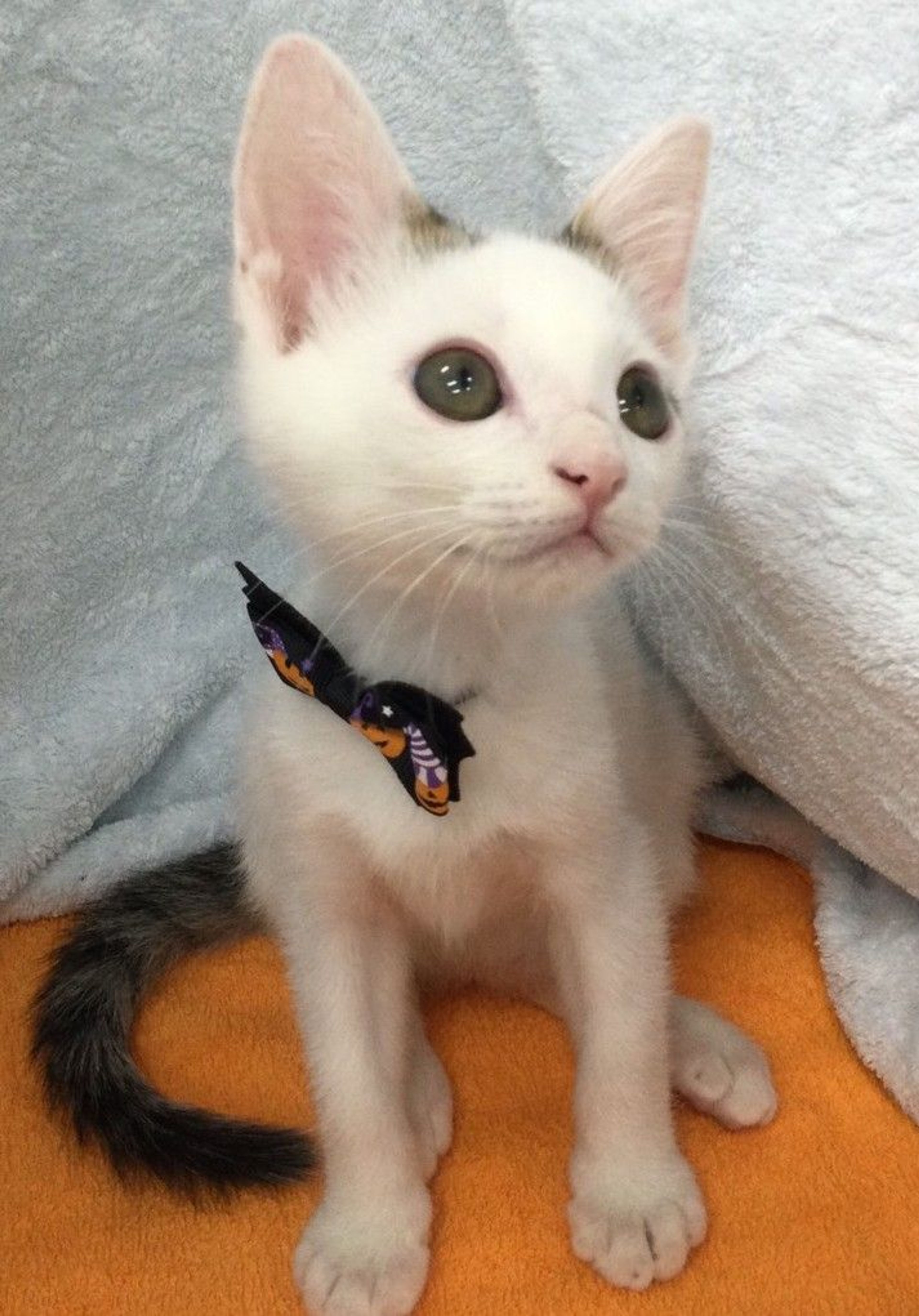 pet-image-4