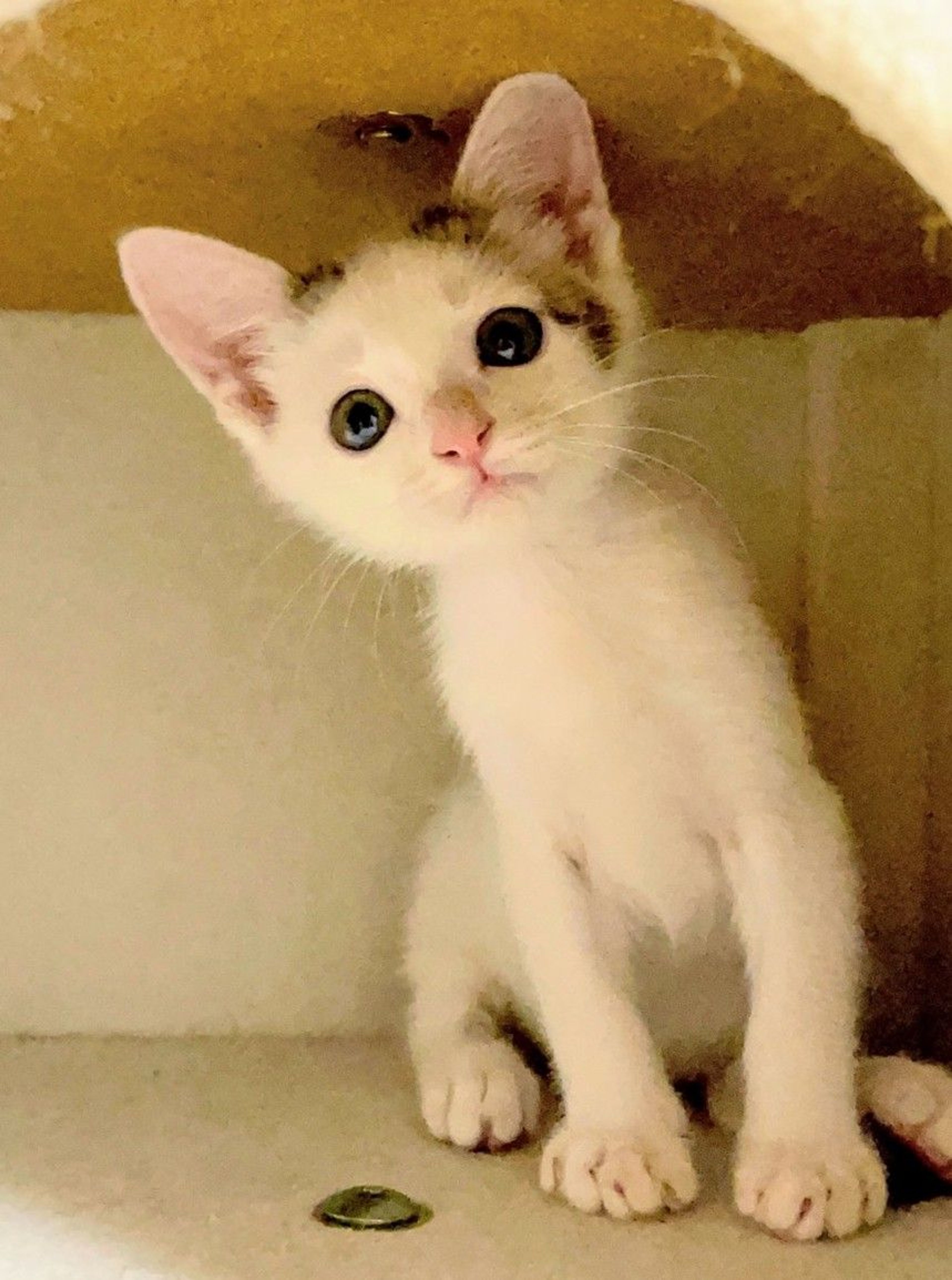 pet-image-5
