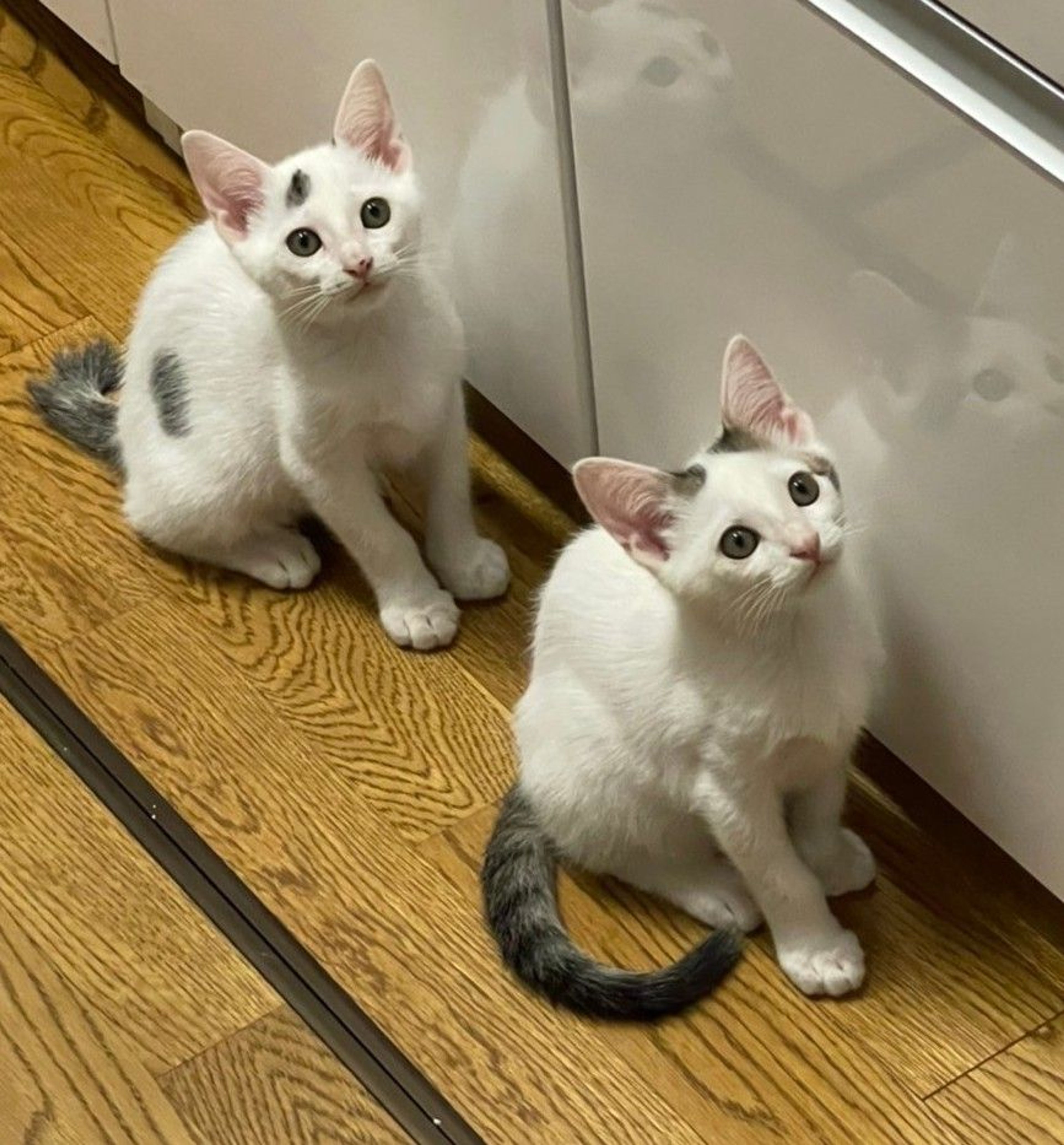 pet-image-6
