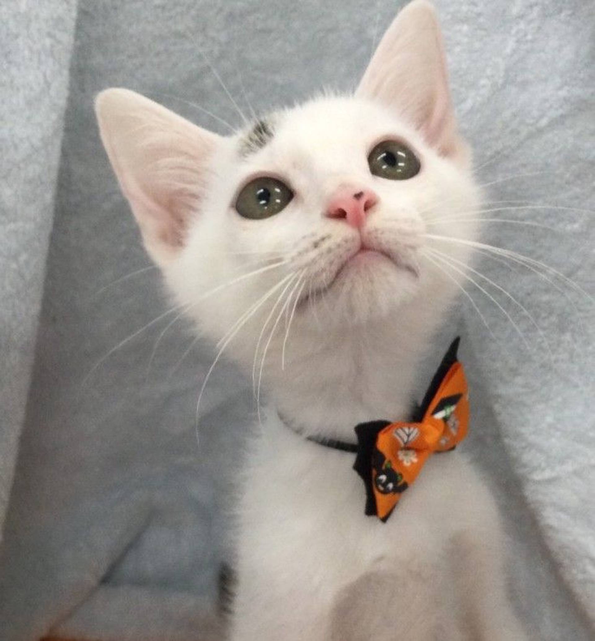 雑種（ミックス猫）・オスの里親募集の写真