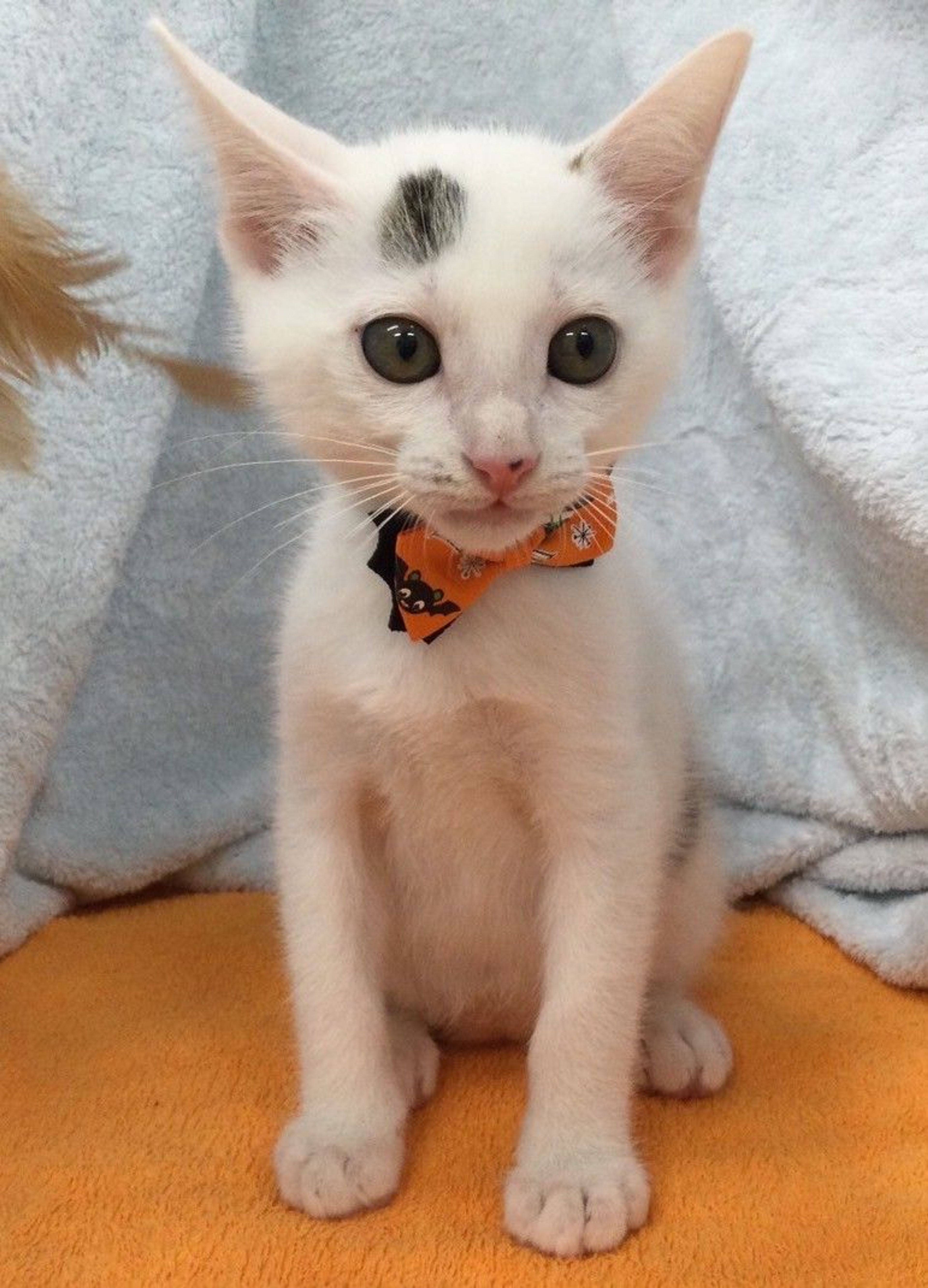 pet-image-4