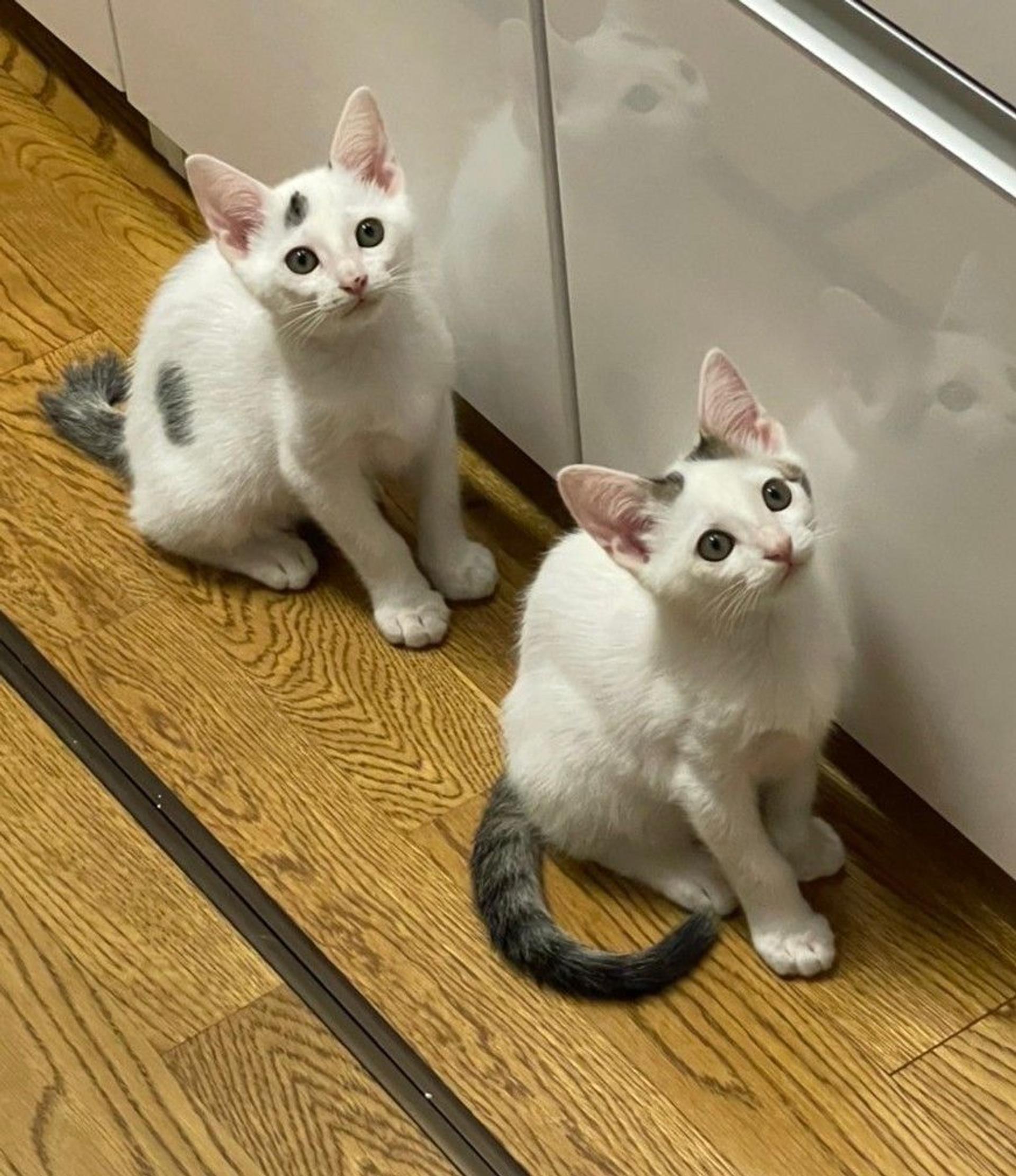 pet-image-5