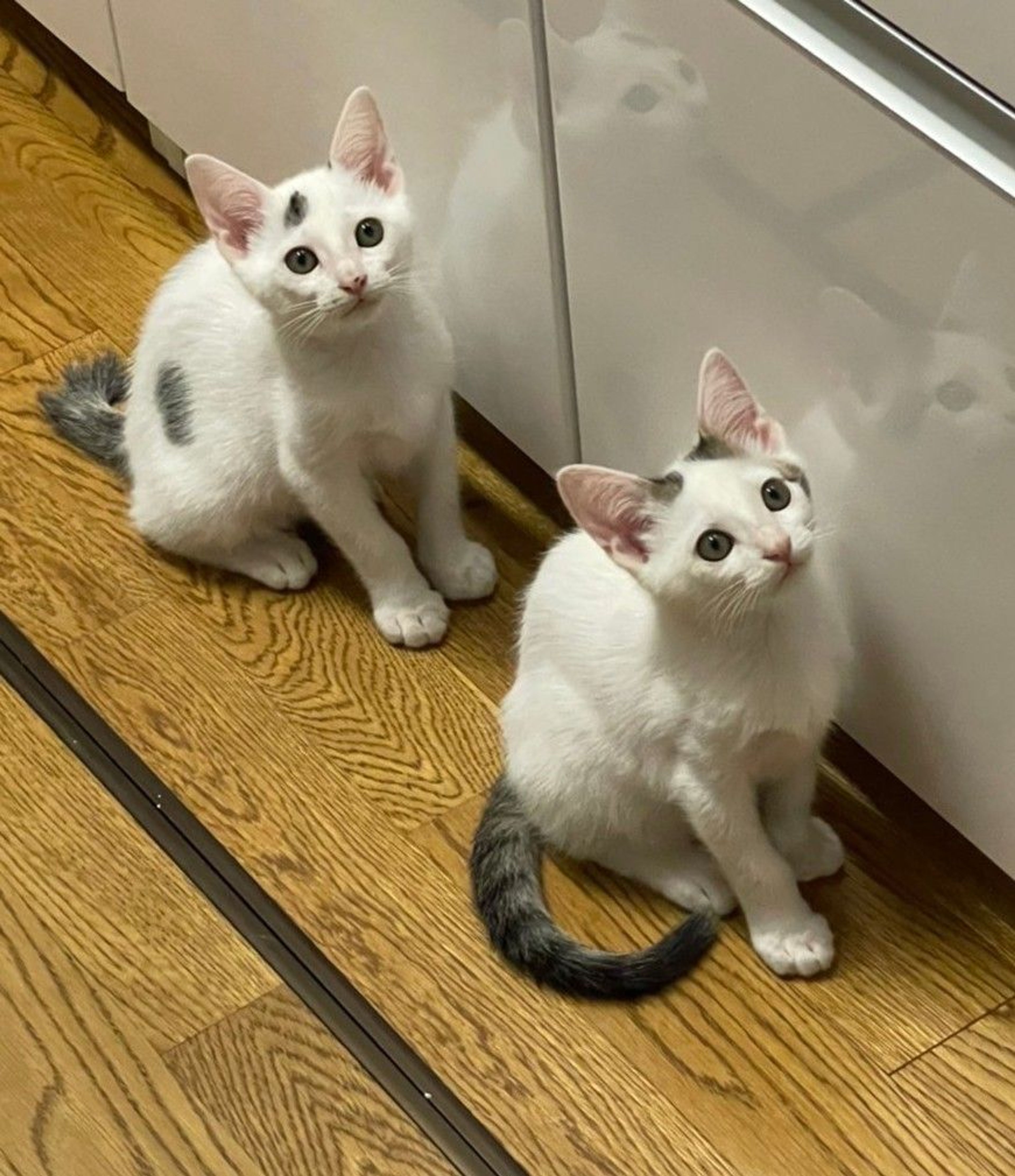 pet-image-5