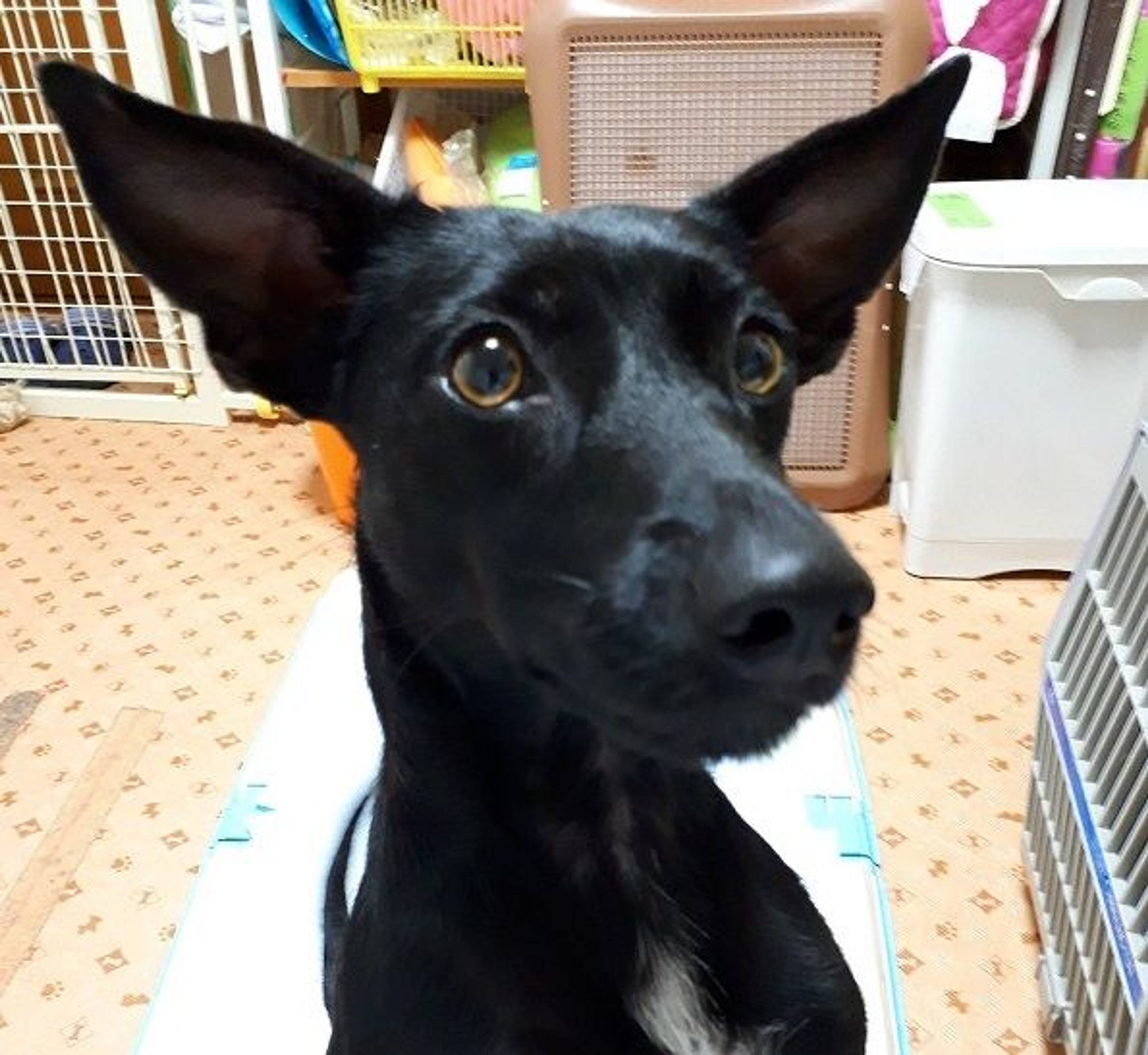 雑種（ミックス犬）・メスの里親募集の写真