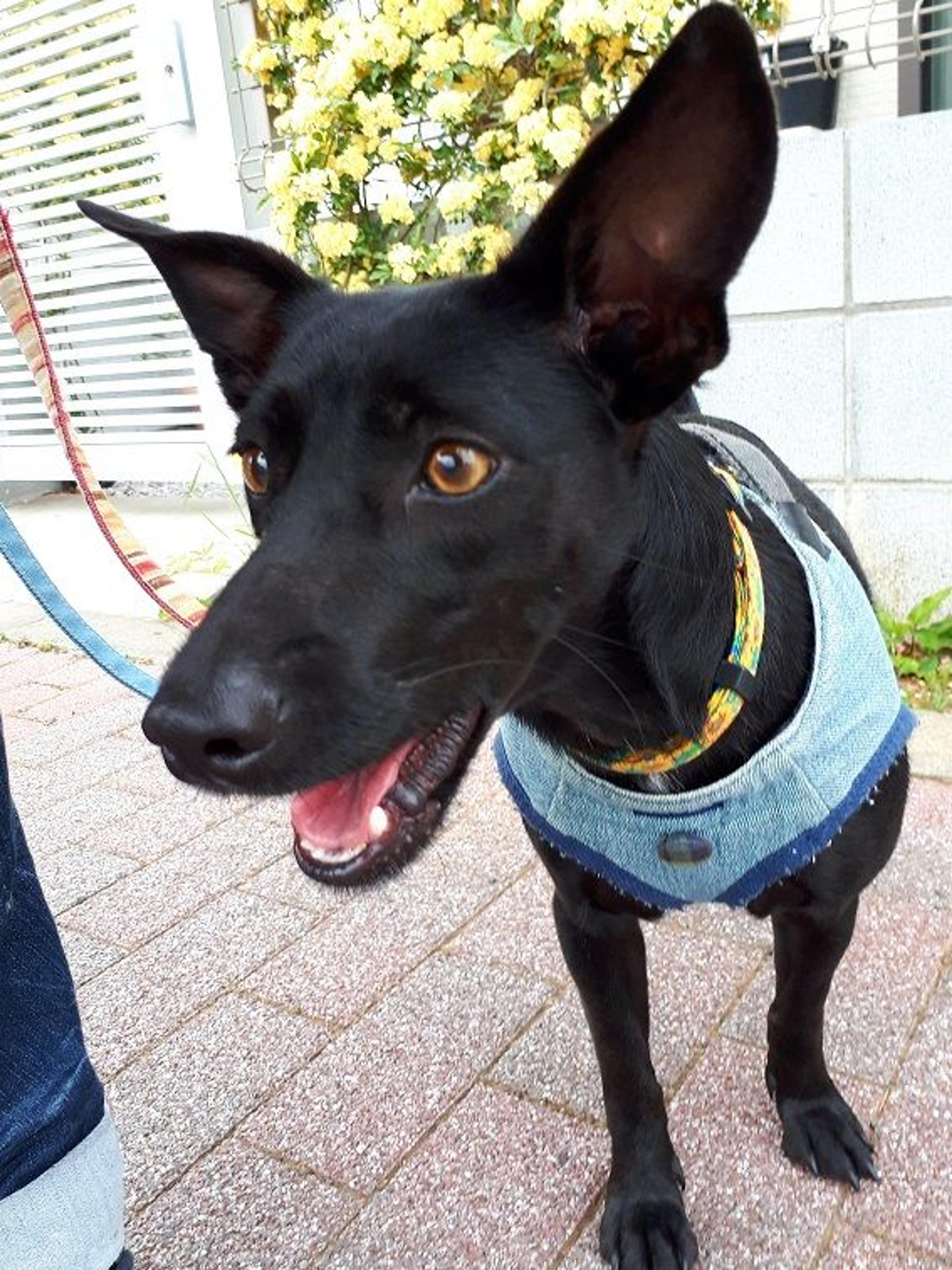 pet-image-2