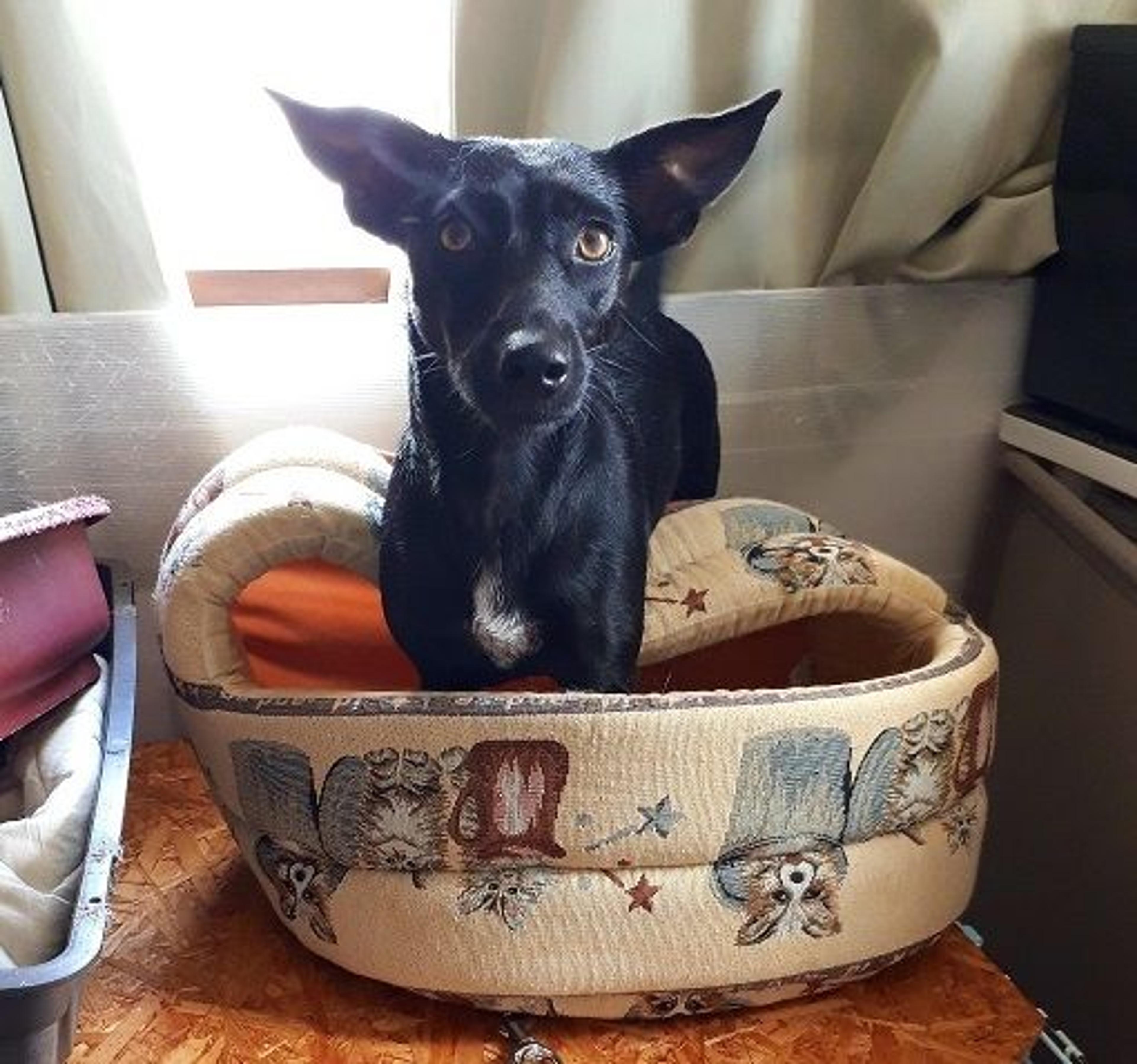 pet-image-3