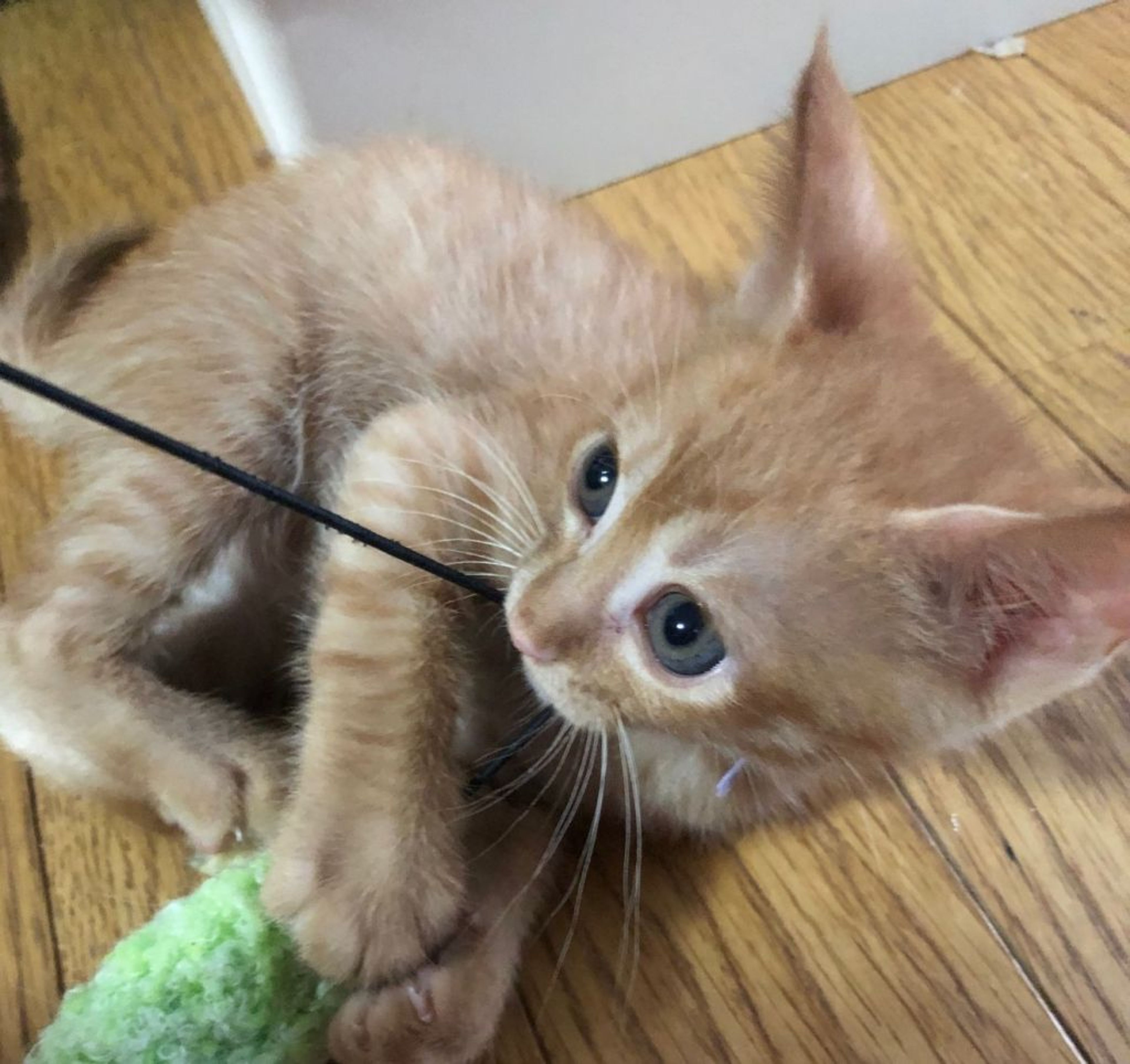 pet-image-2
