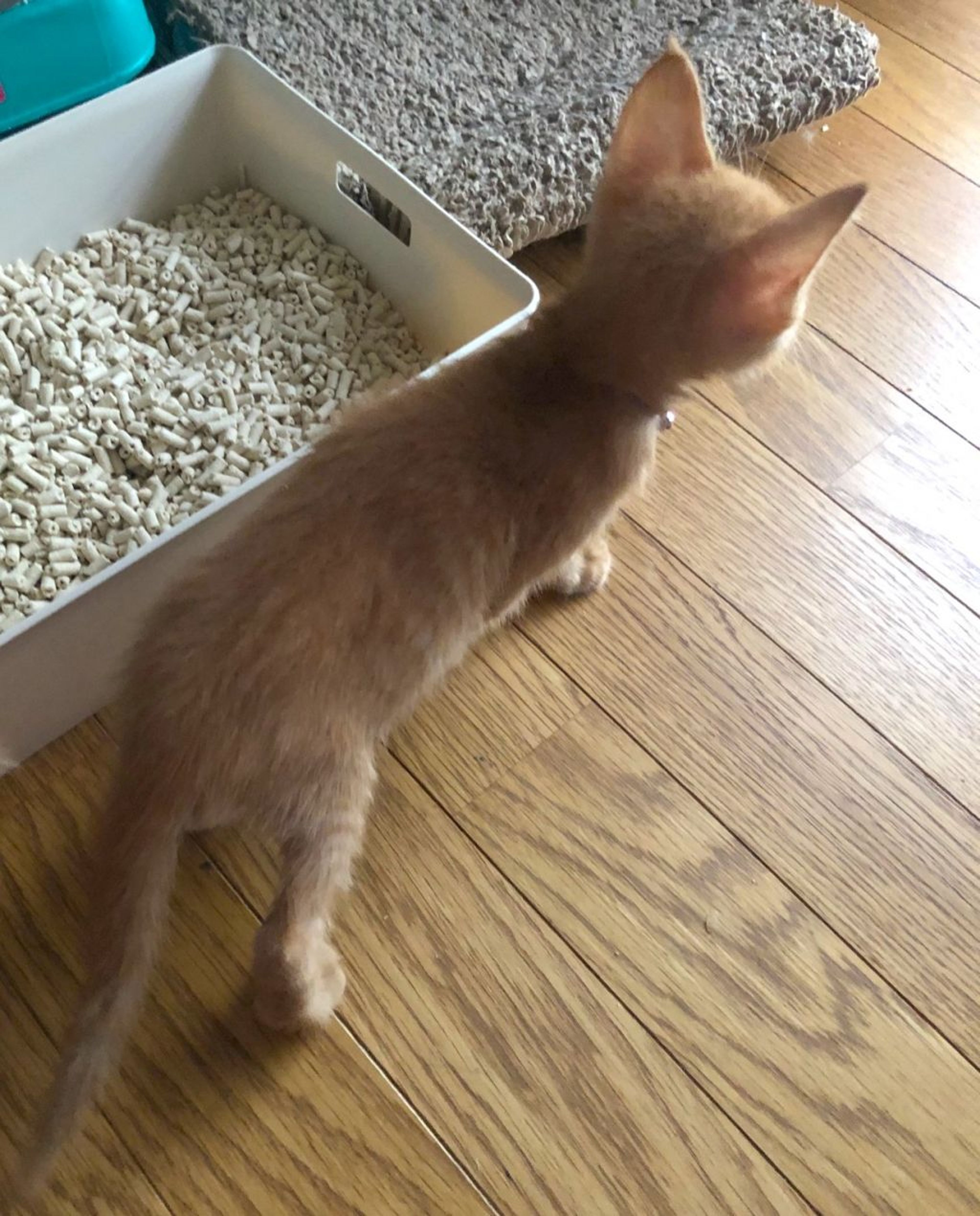 pet-image-3