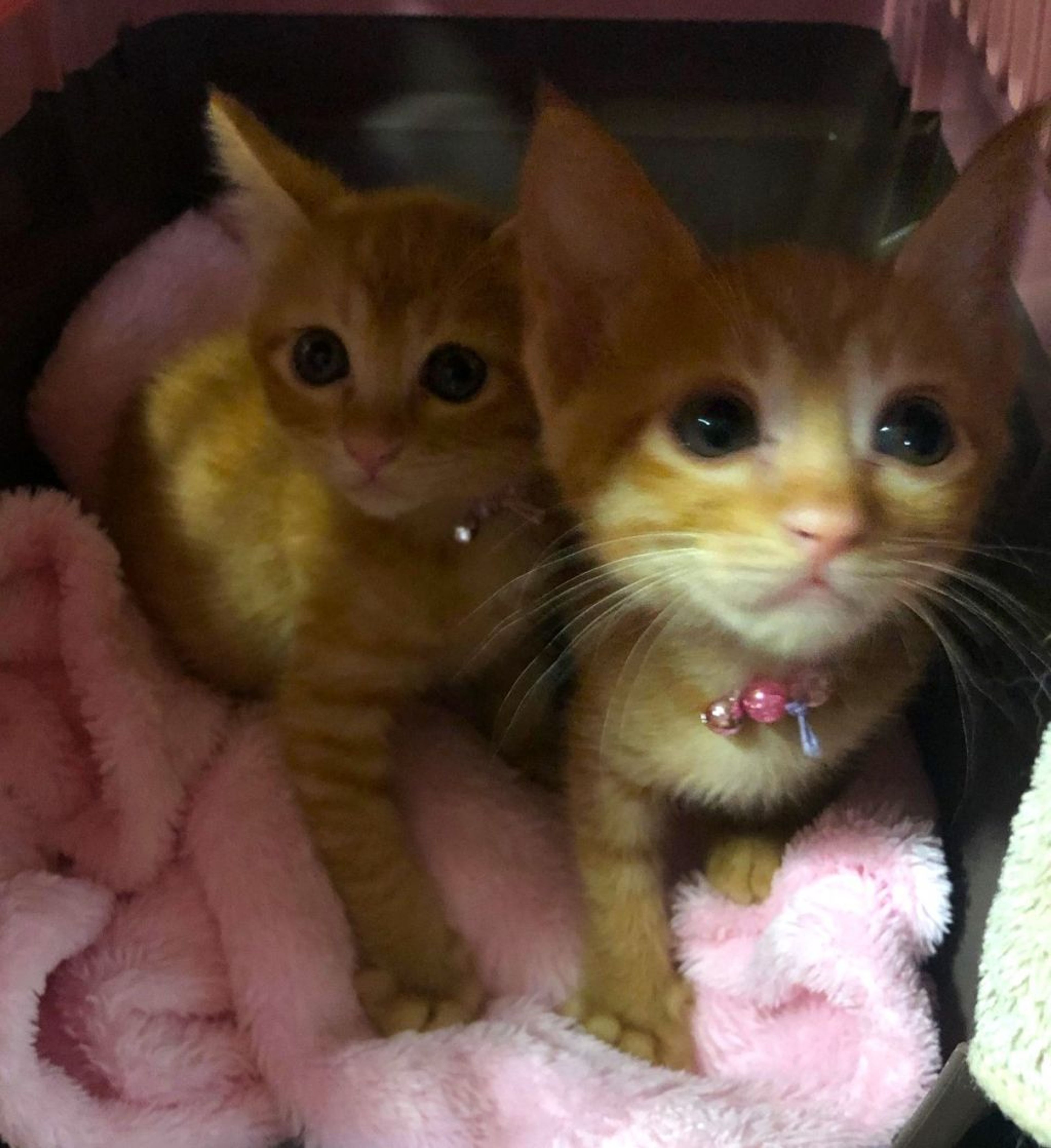 pet-image-4