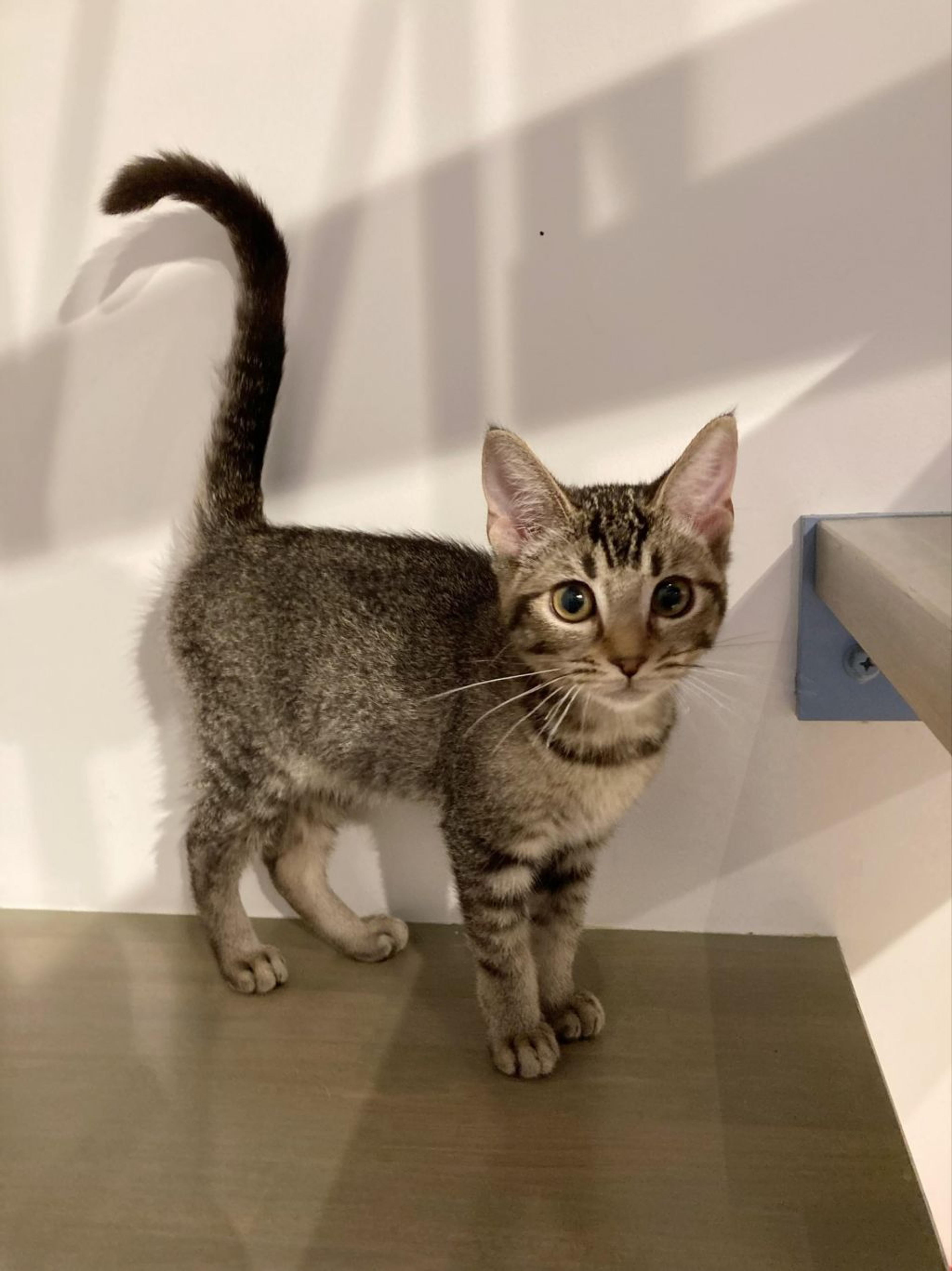 pet-image-3