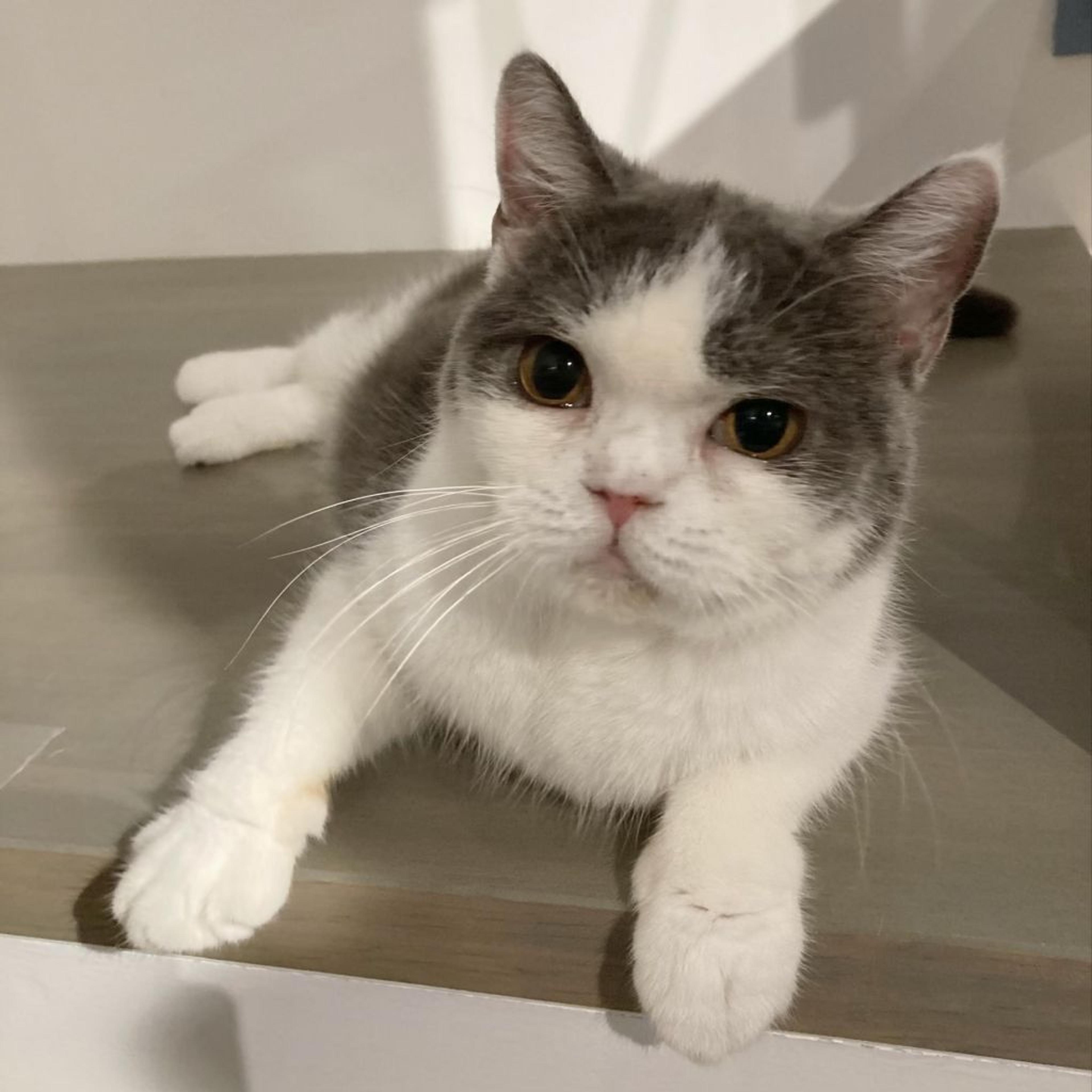pet-image-2