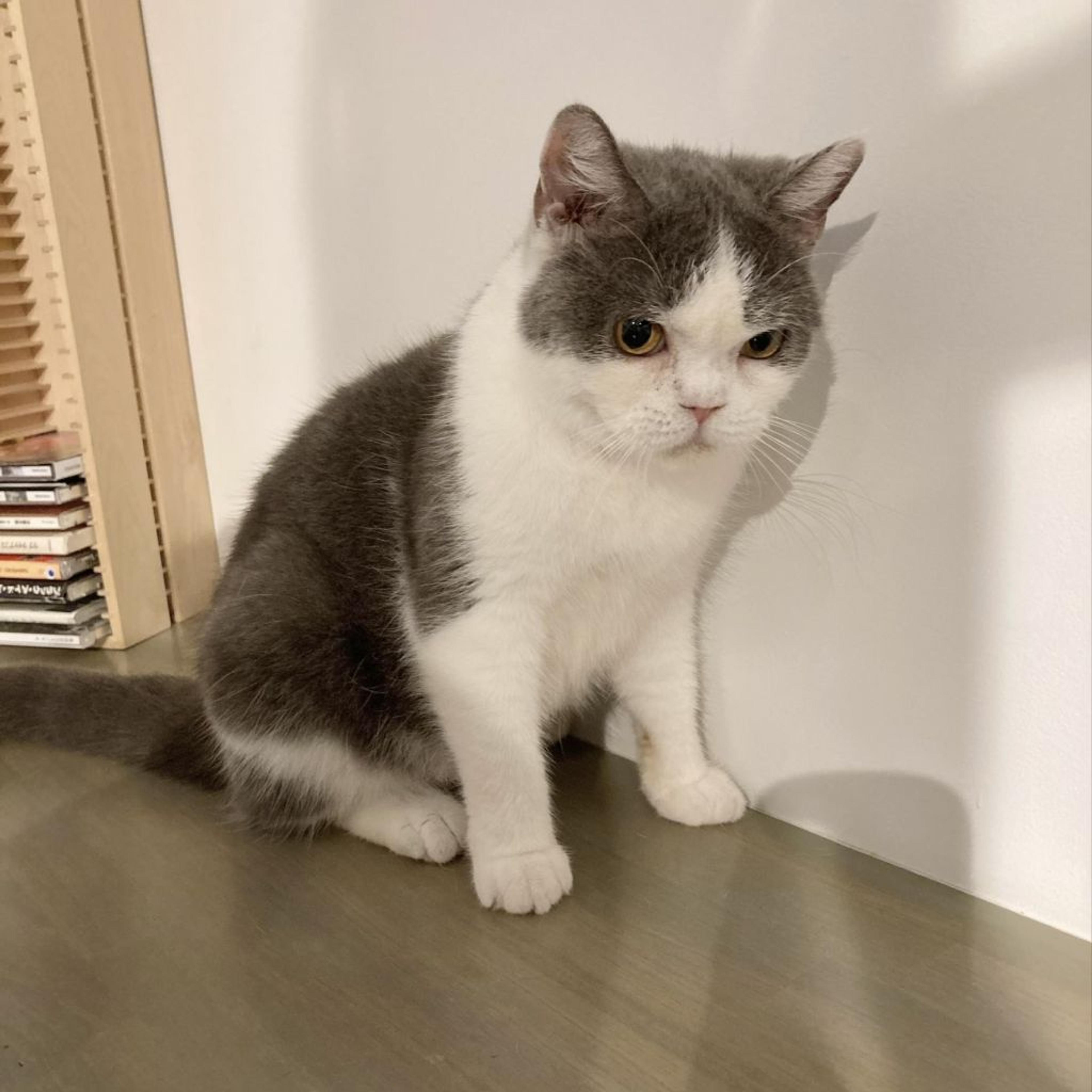 pet-image-3
