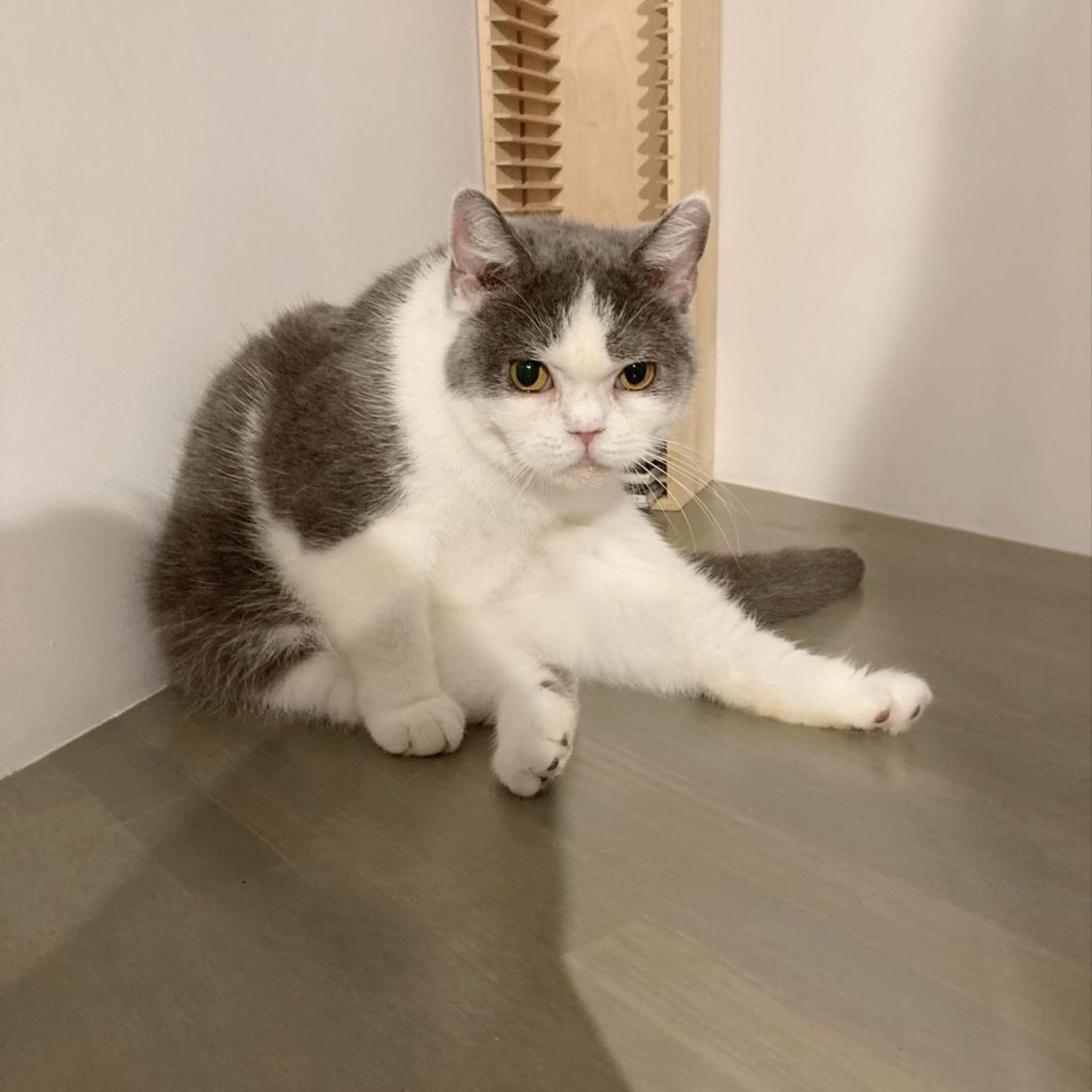 pet-image-4