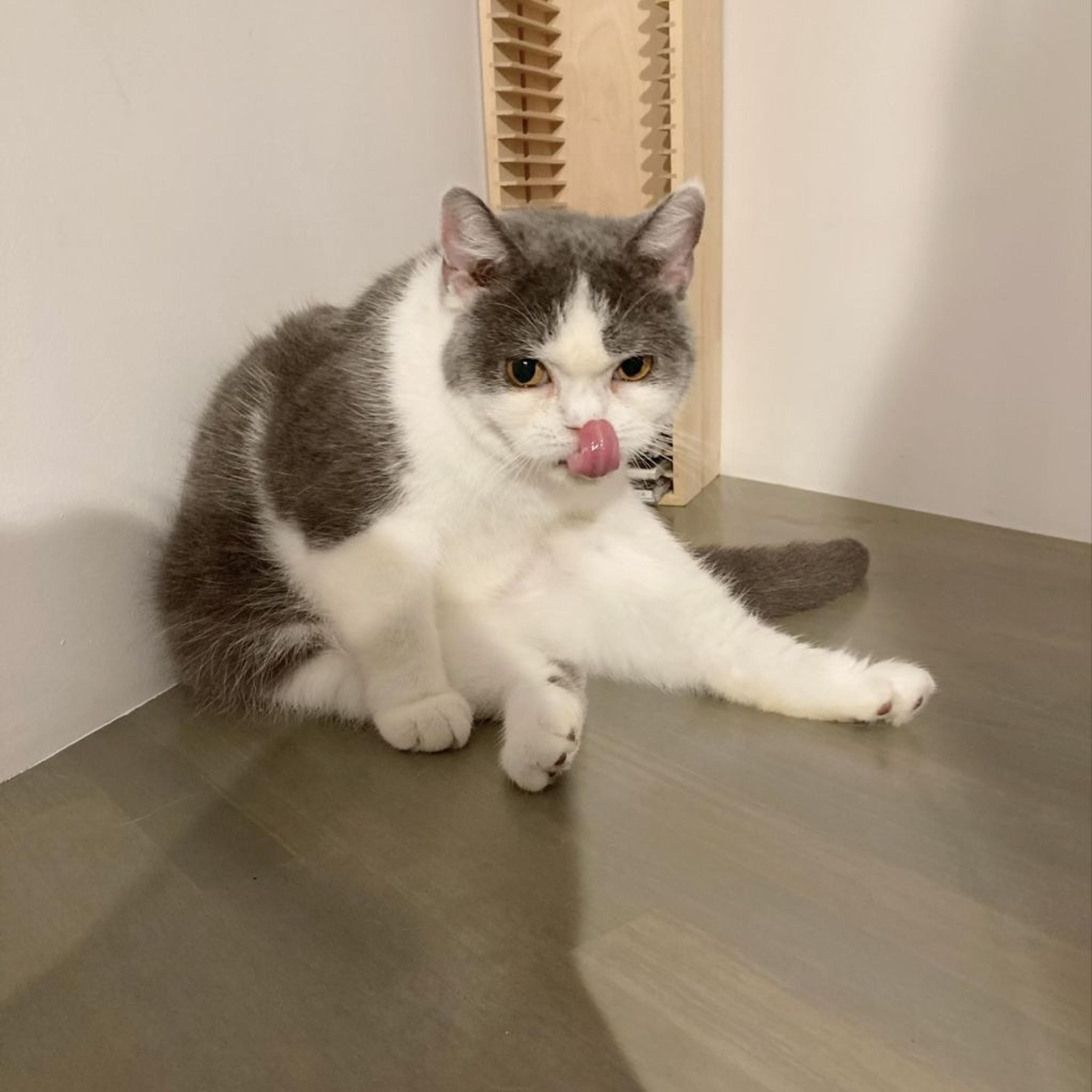 pet-image-5