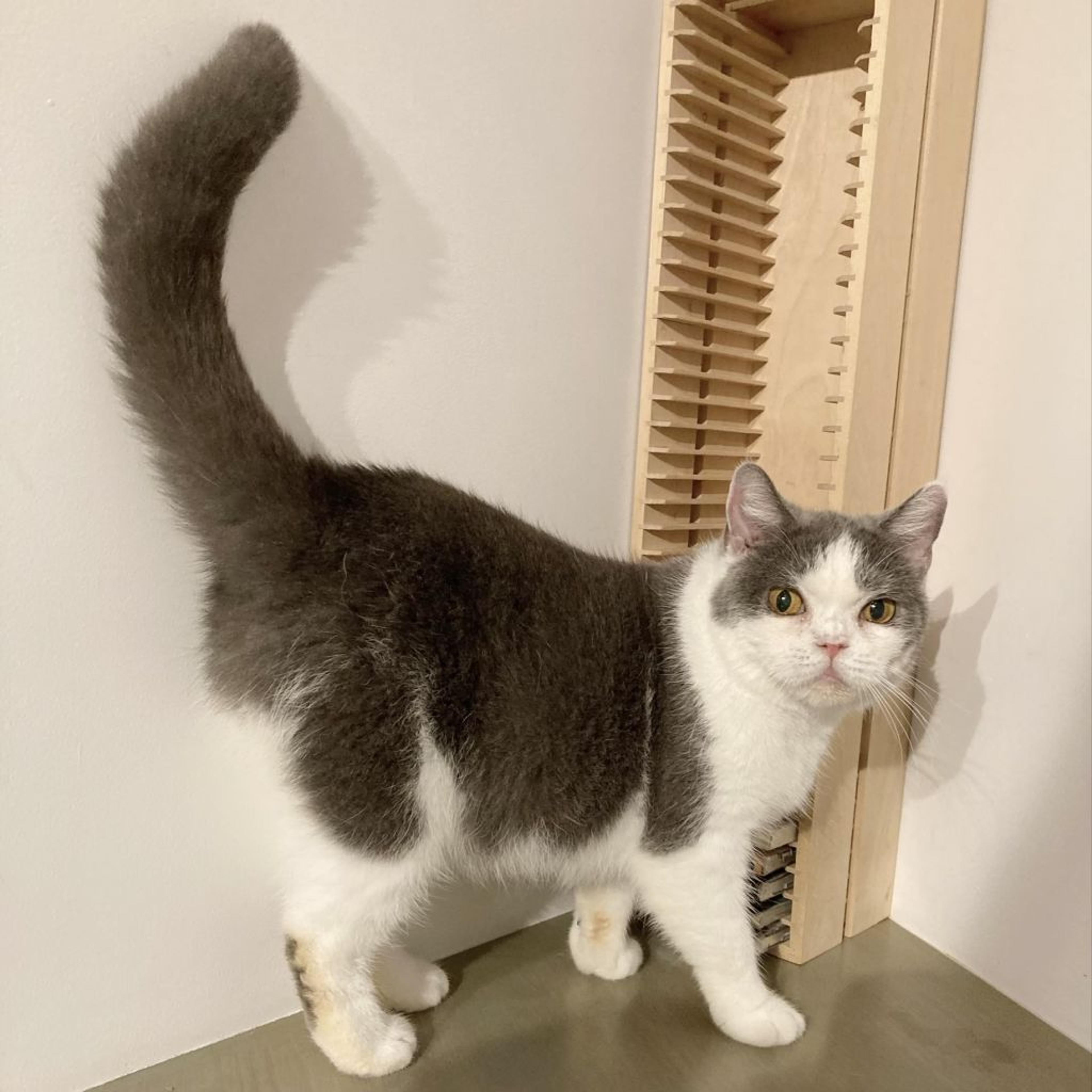 pet-image-6
