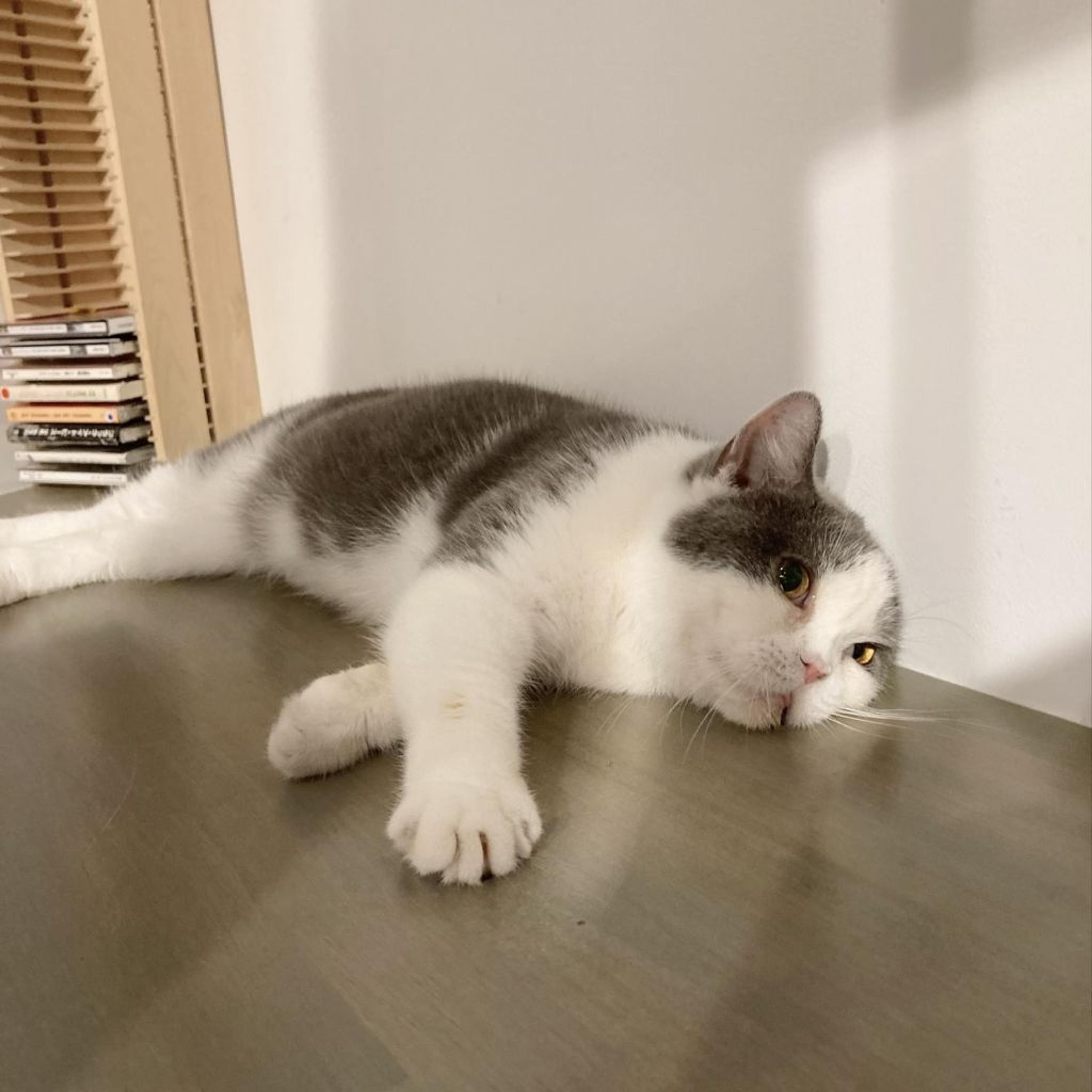 pet-image-7