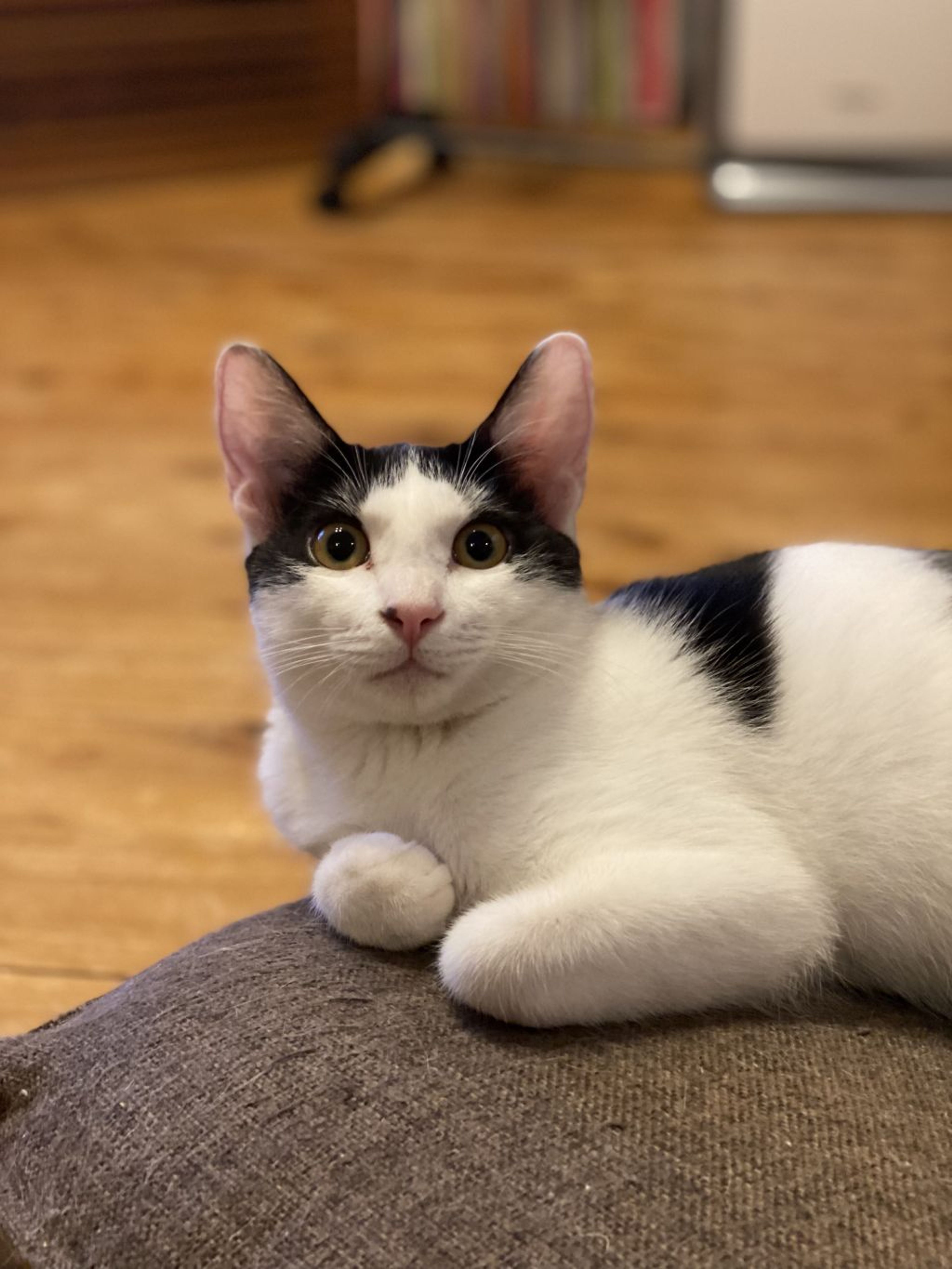 pet-image-2