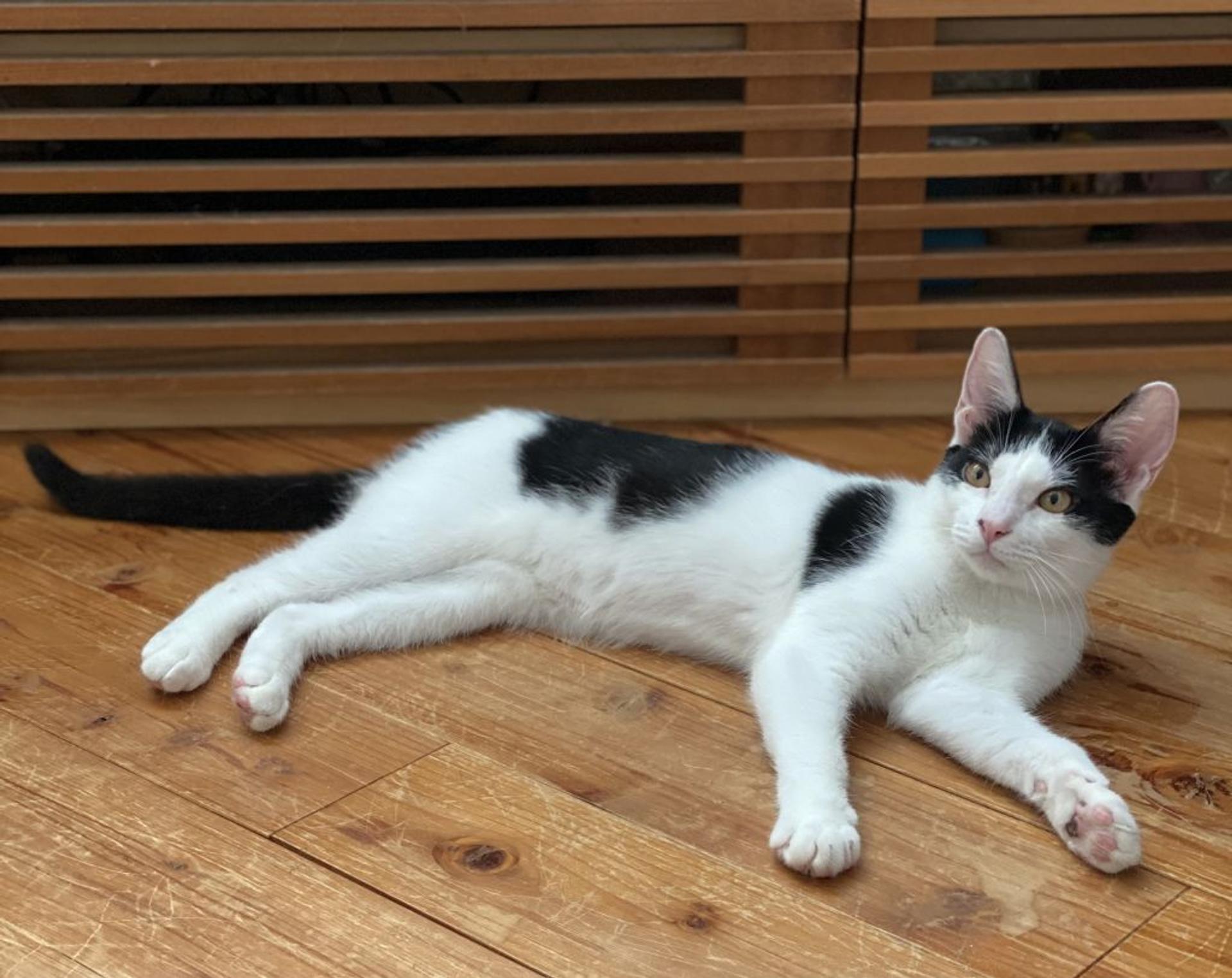 pet-image-9