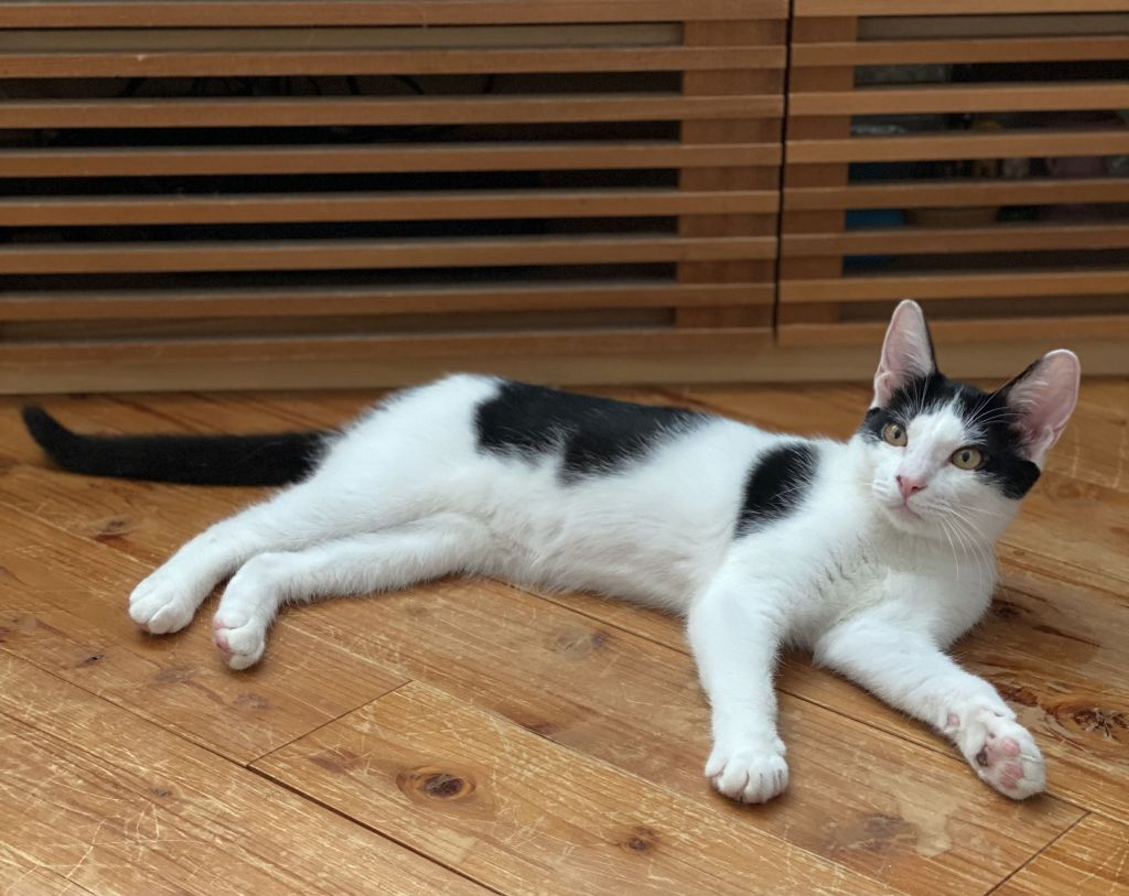 pet-image-9