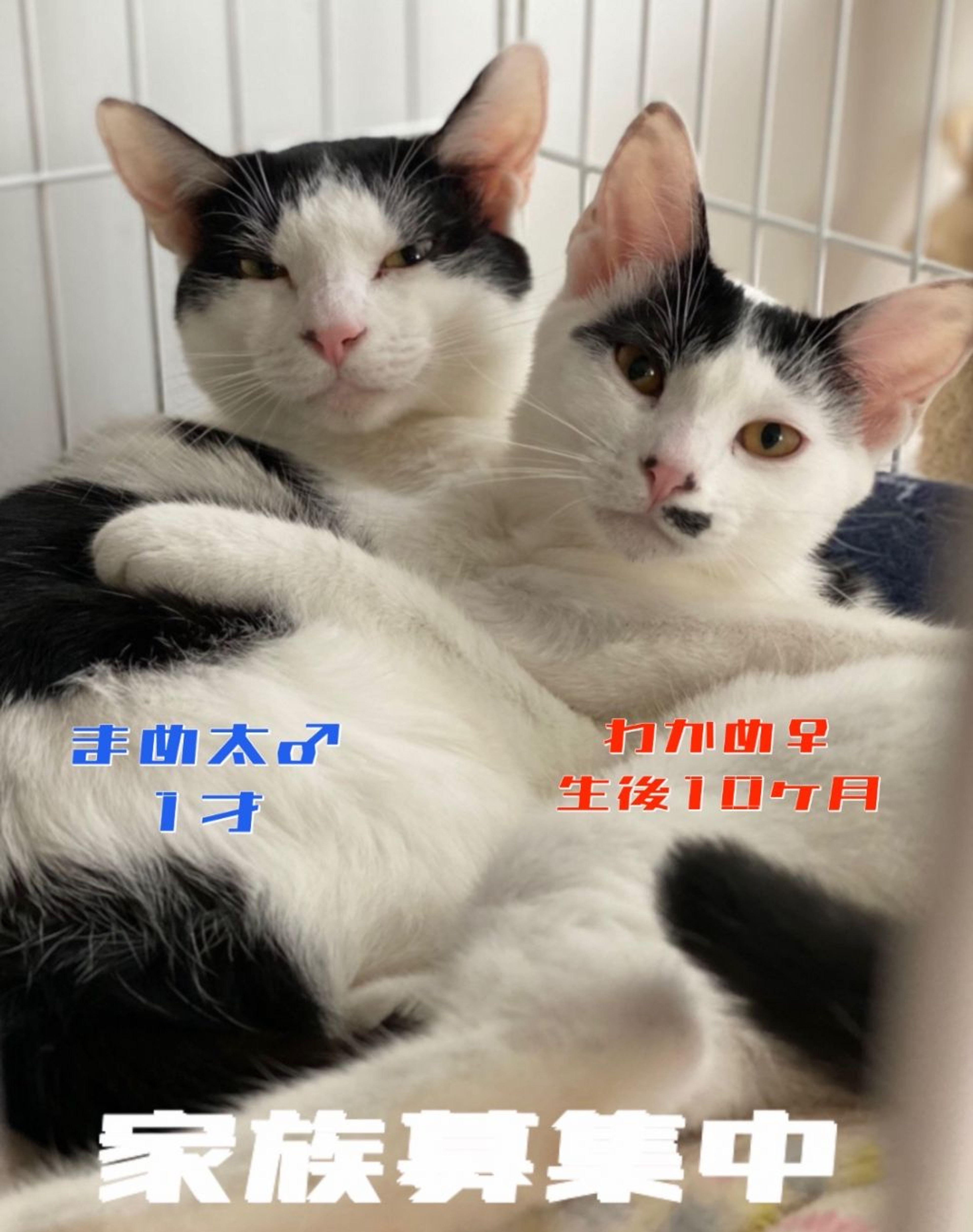 pet-image-6