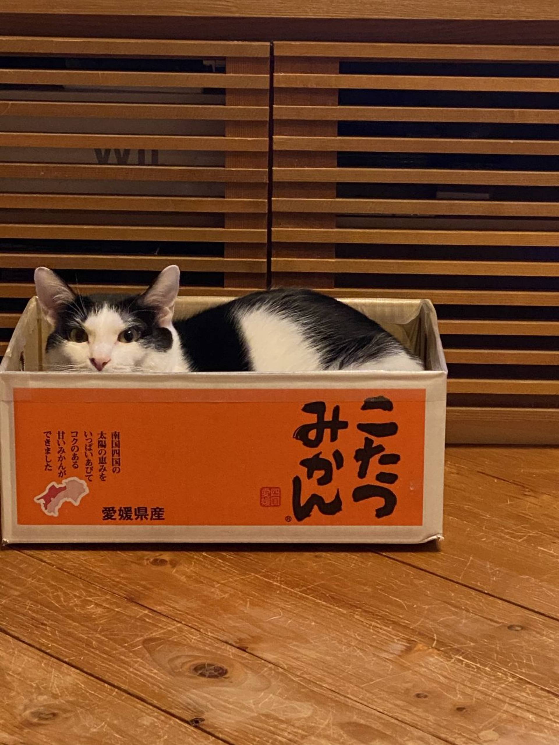 雑種（ミックス猫）・オスの里親募集の写真