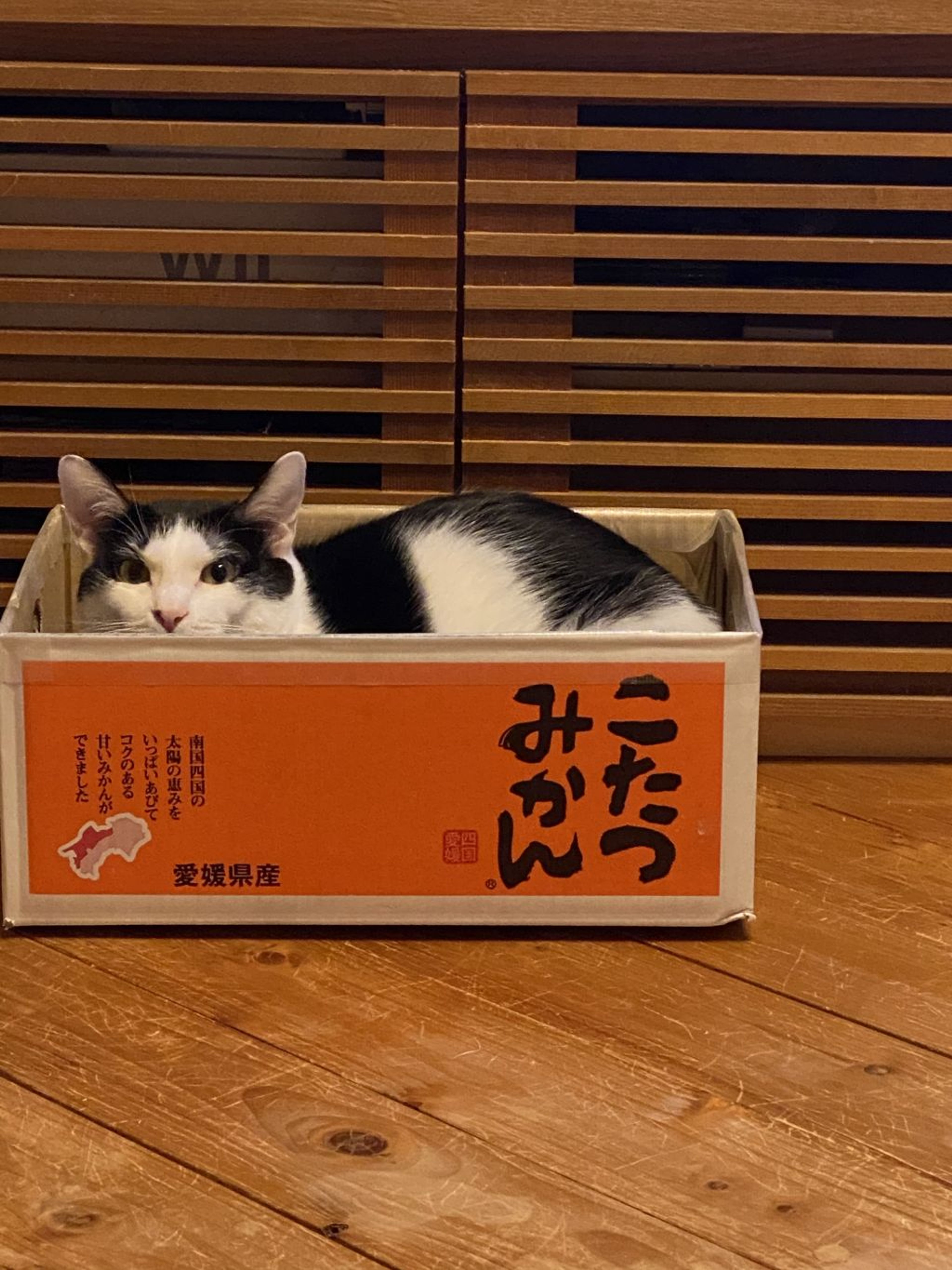 雑種（ミックス猫）・オスの里親募集の写真