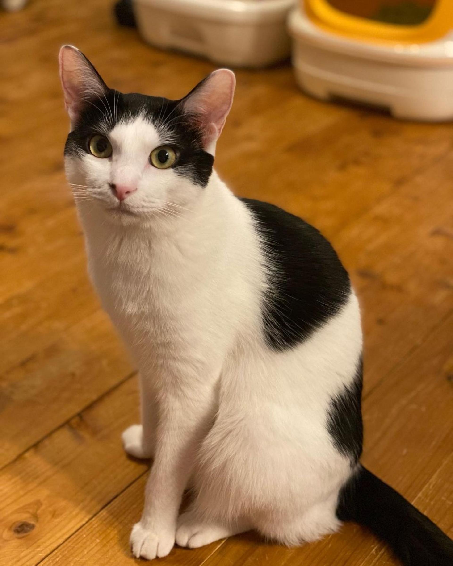 pet-image-4