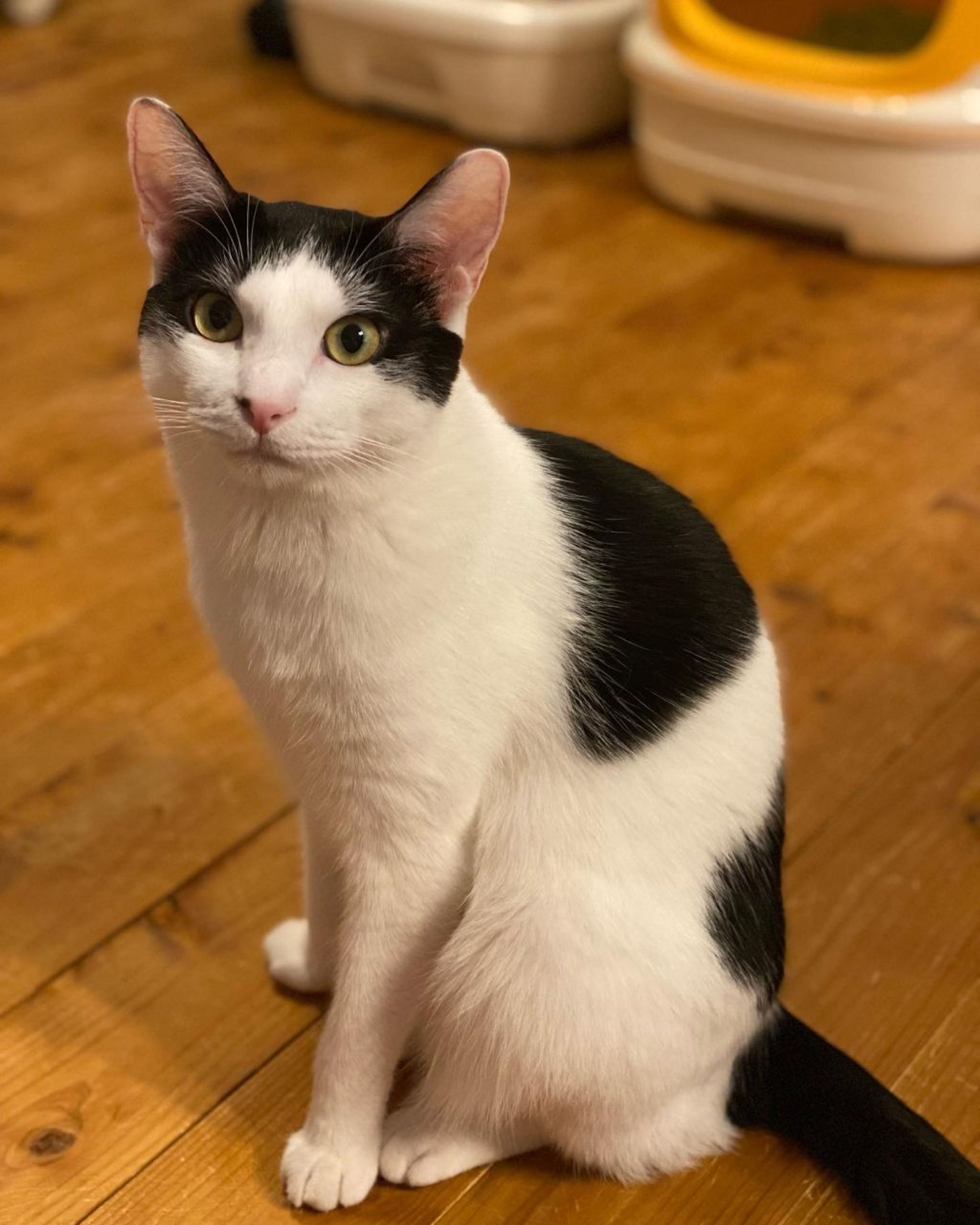 pet-image-4