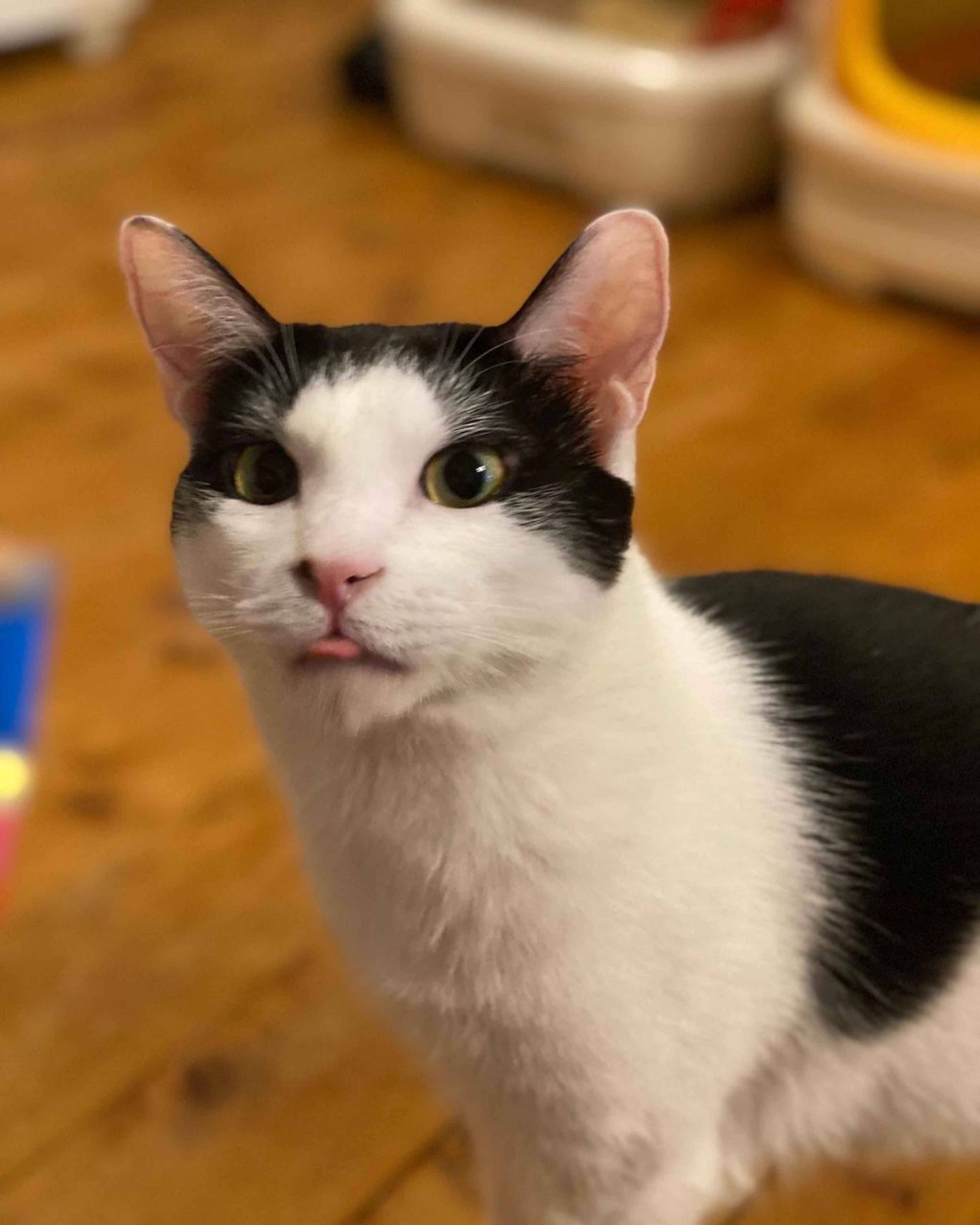 pet-image-7
