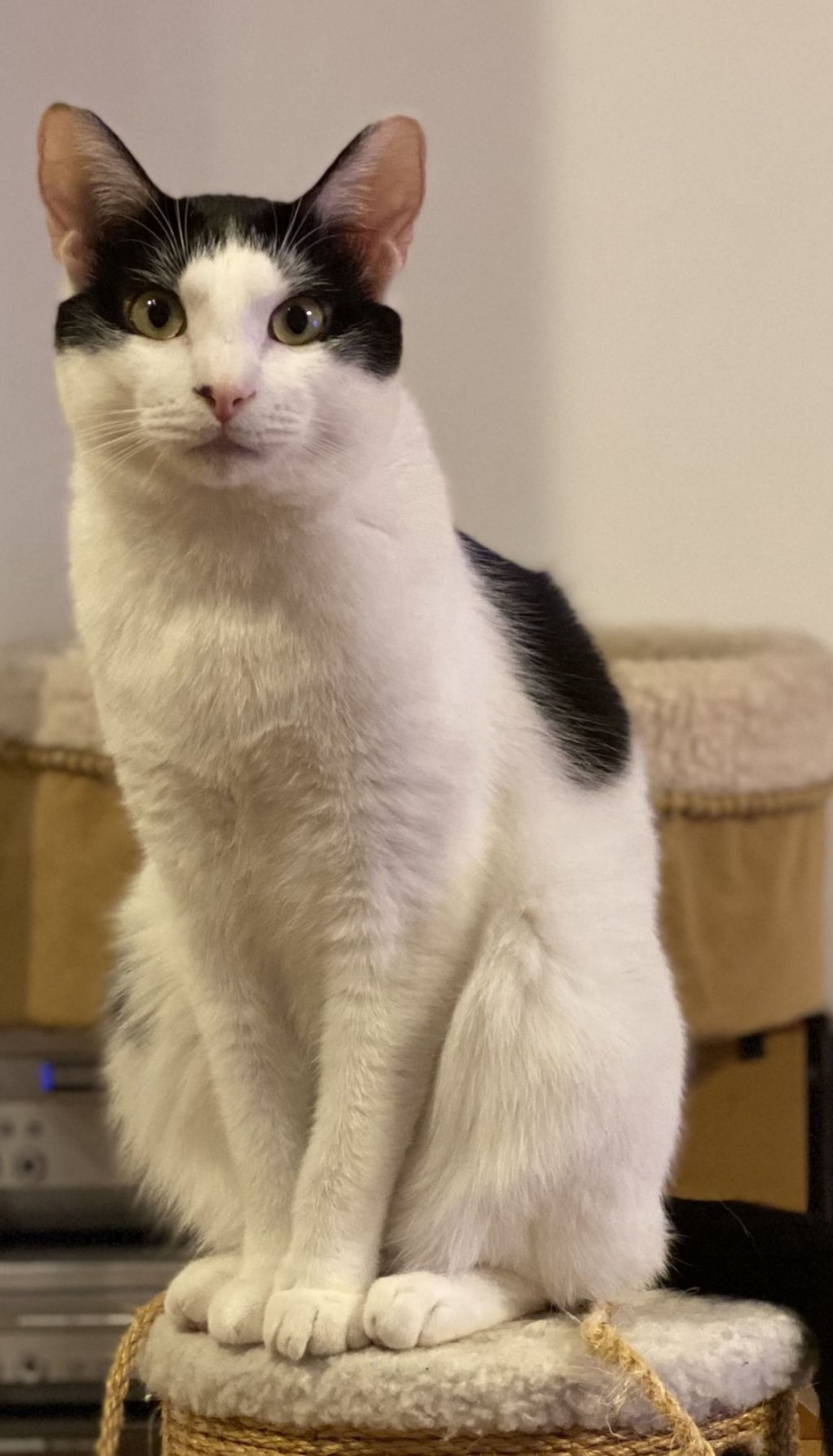 pet-image-8