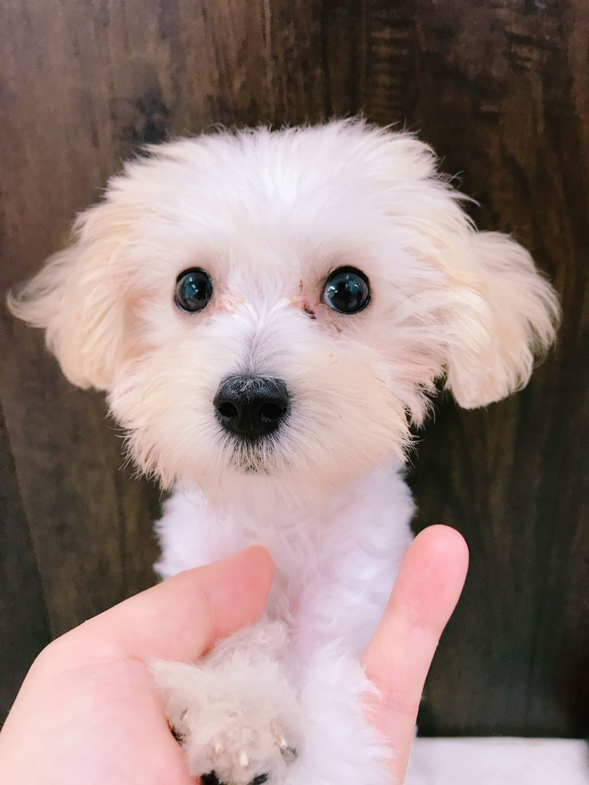 雑種（ミックス犬）・メスの里親募集の写真