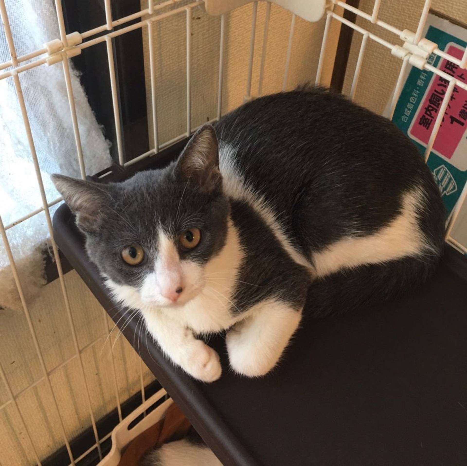 雑種（ミックス猫）・メスの里親募集の写真