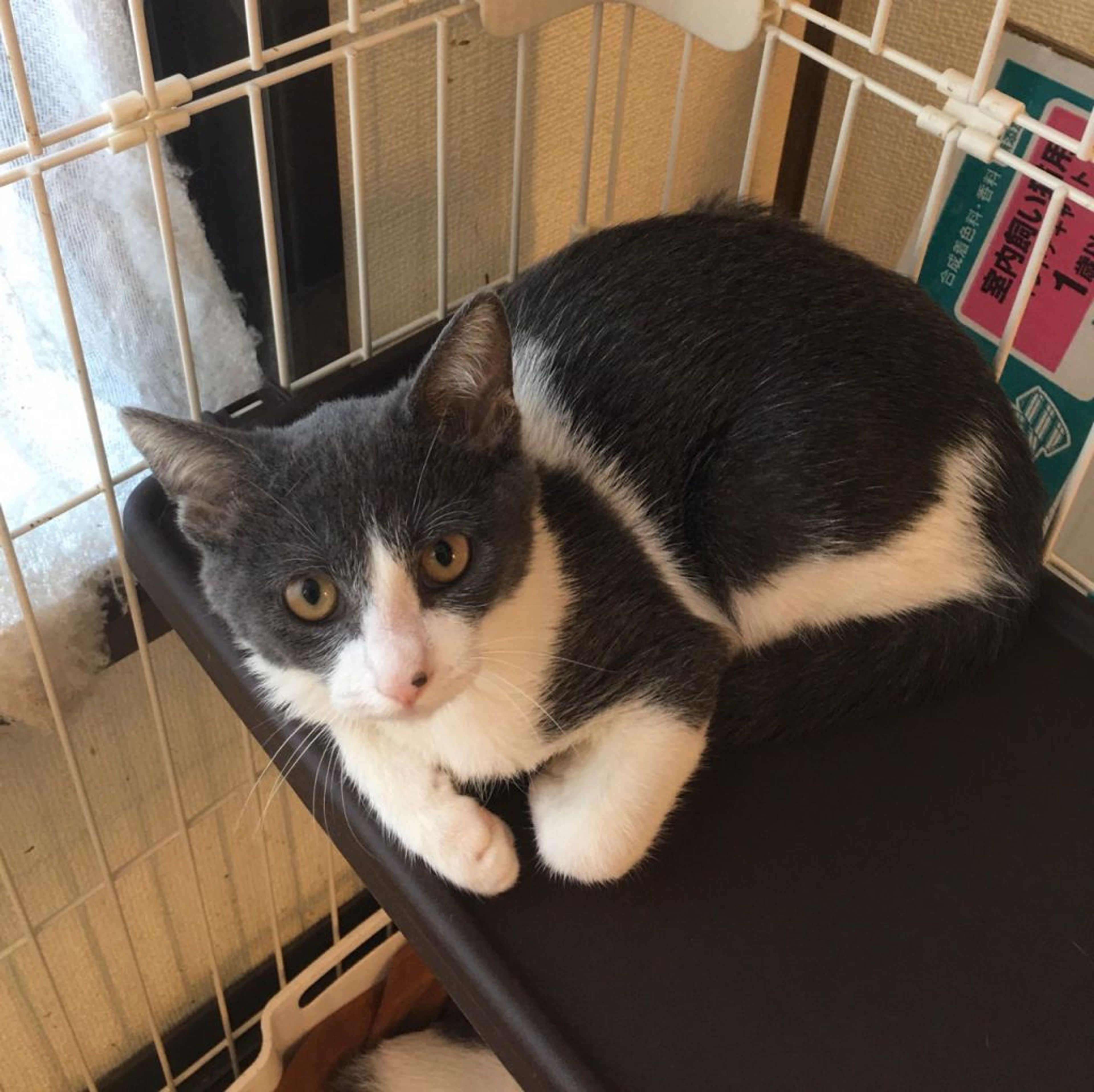 雑種（ミックス猫）・メスの里親募集の写真