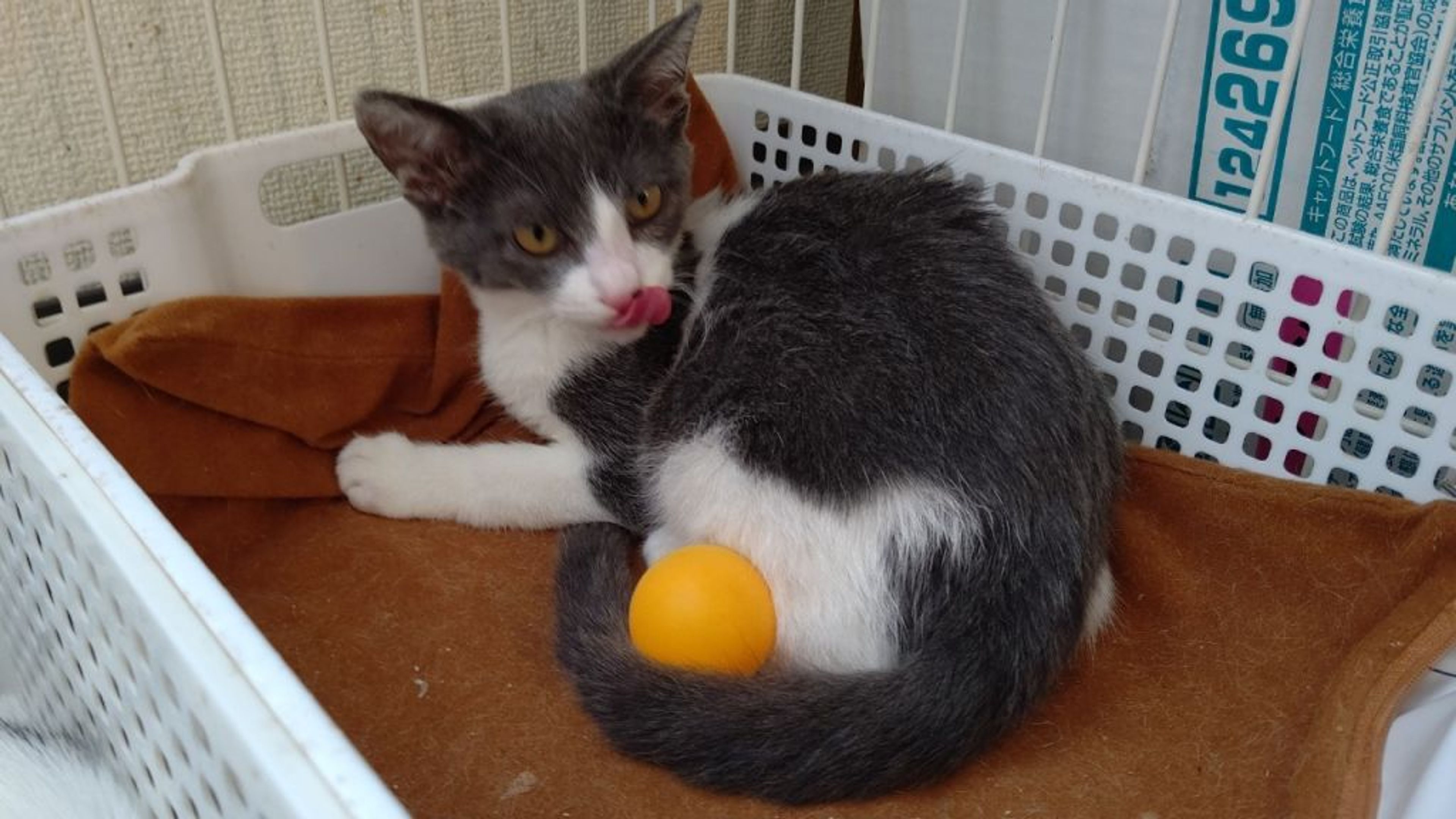 pet-image-2