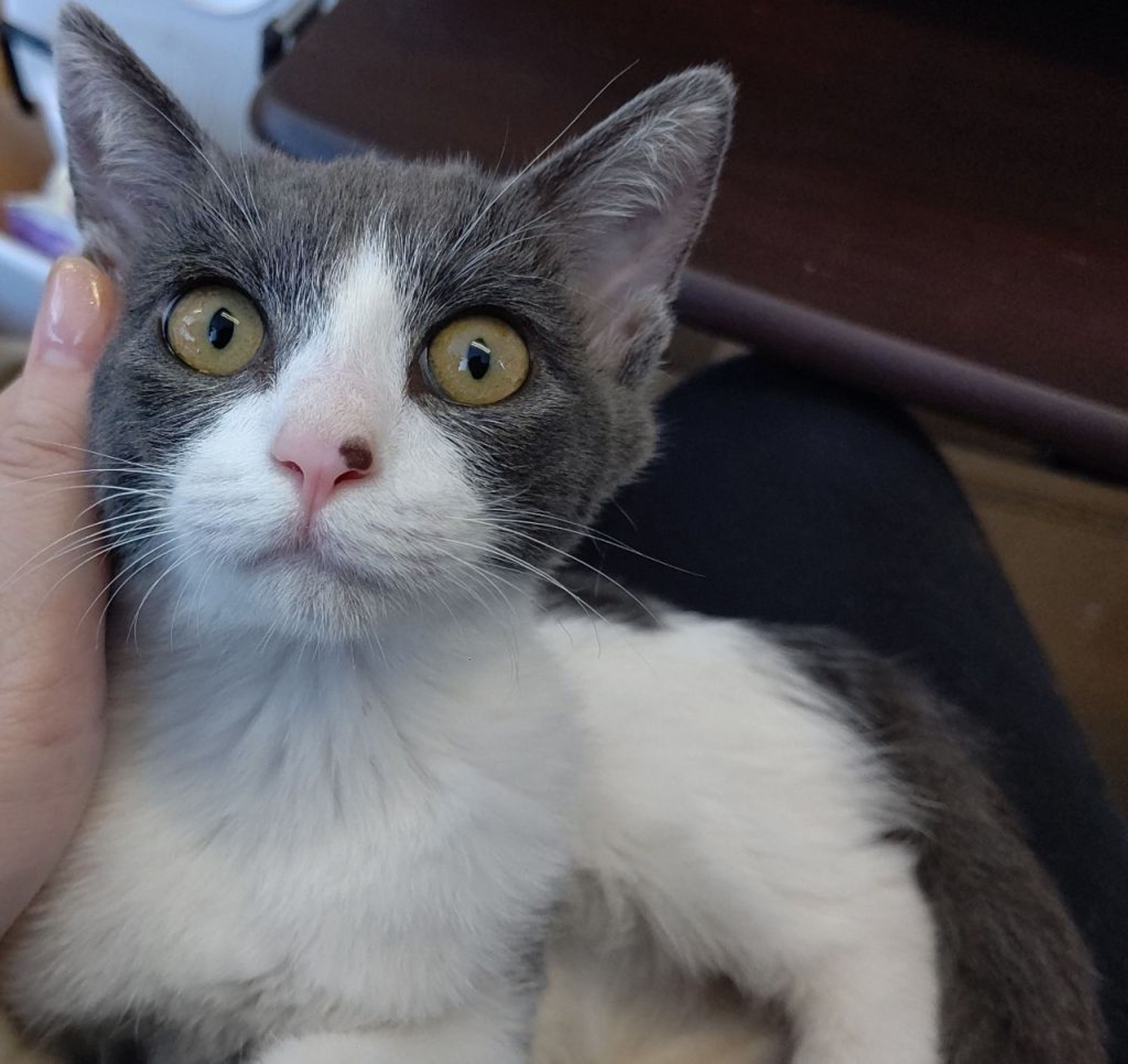 pet-image-3