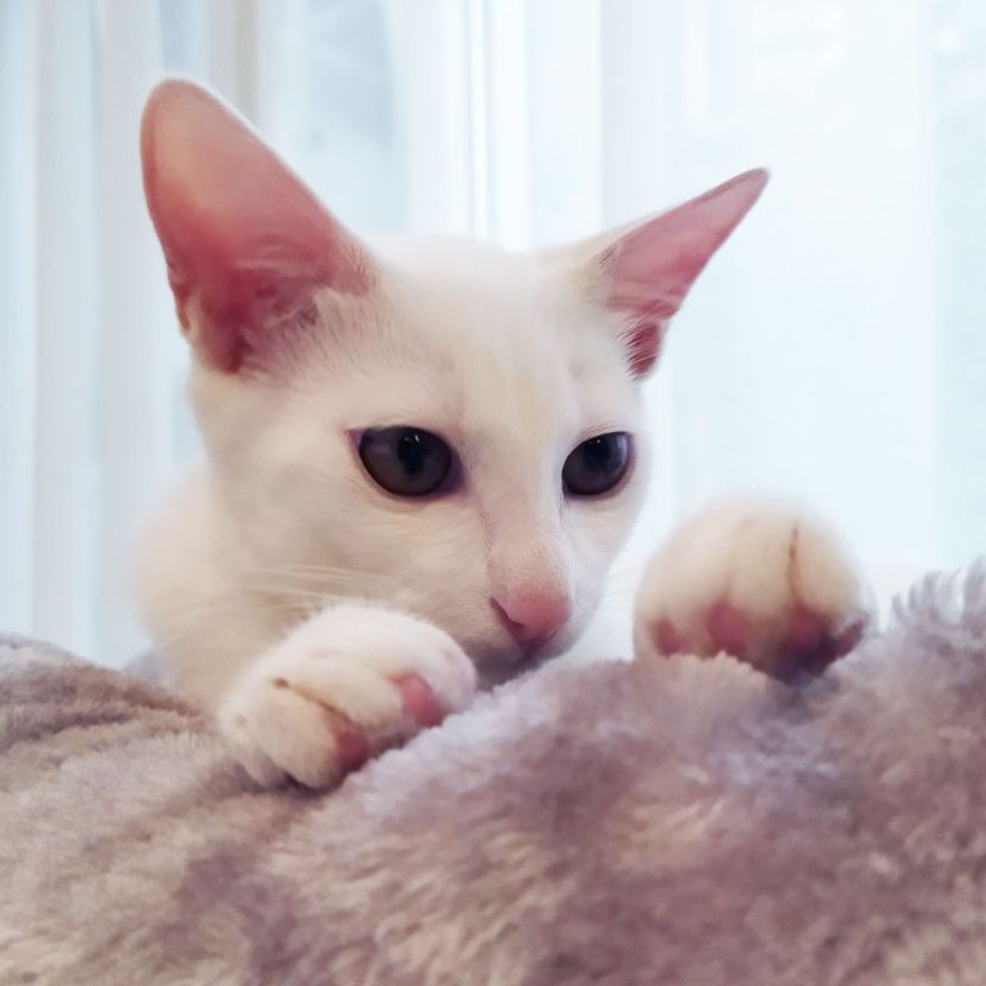 雑種（ミックス猫）・オスの里親募集の写真