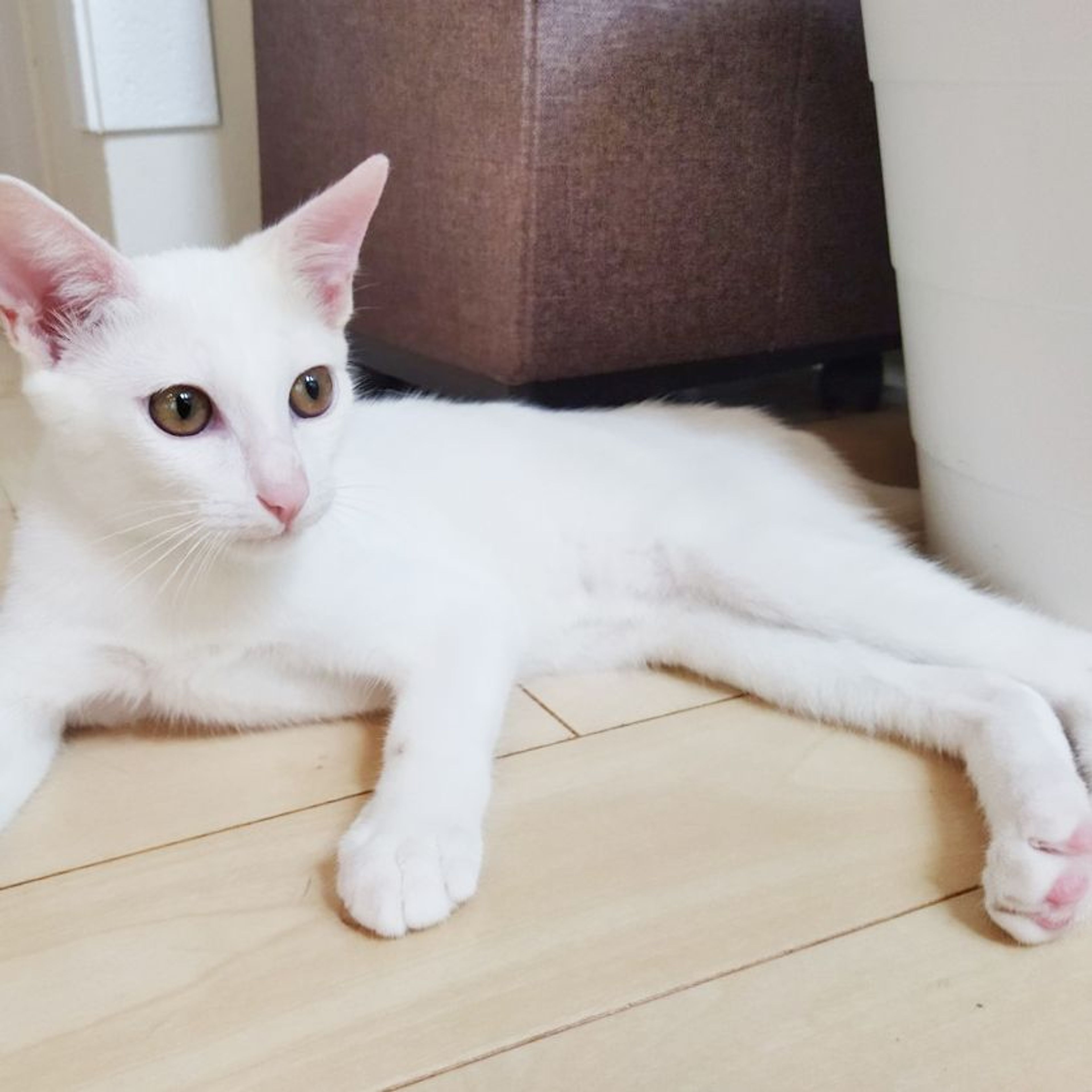 pet-image-2