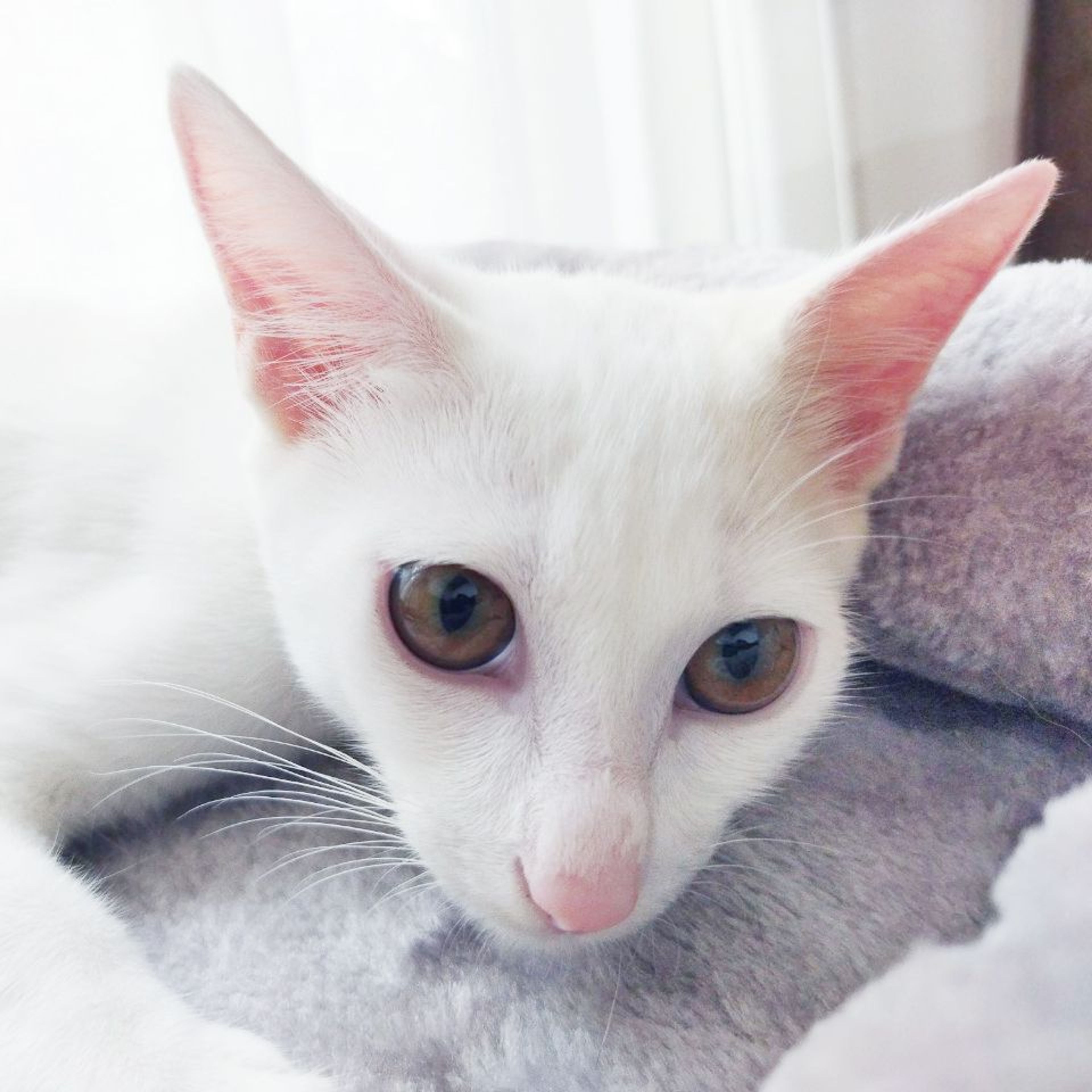 pet-image-4
