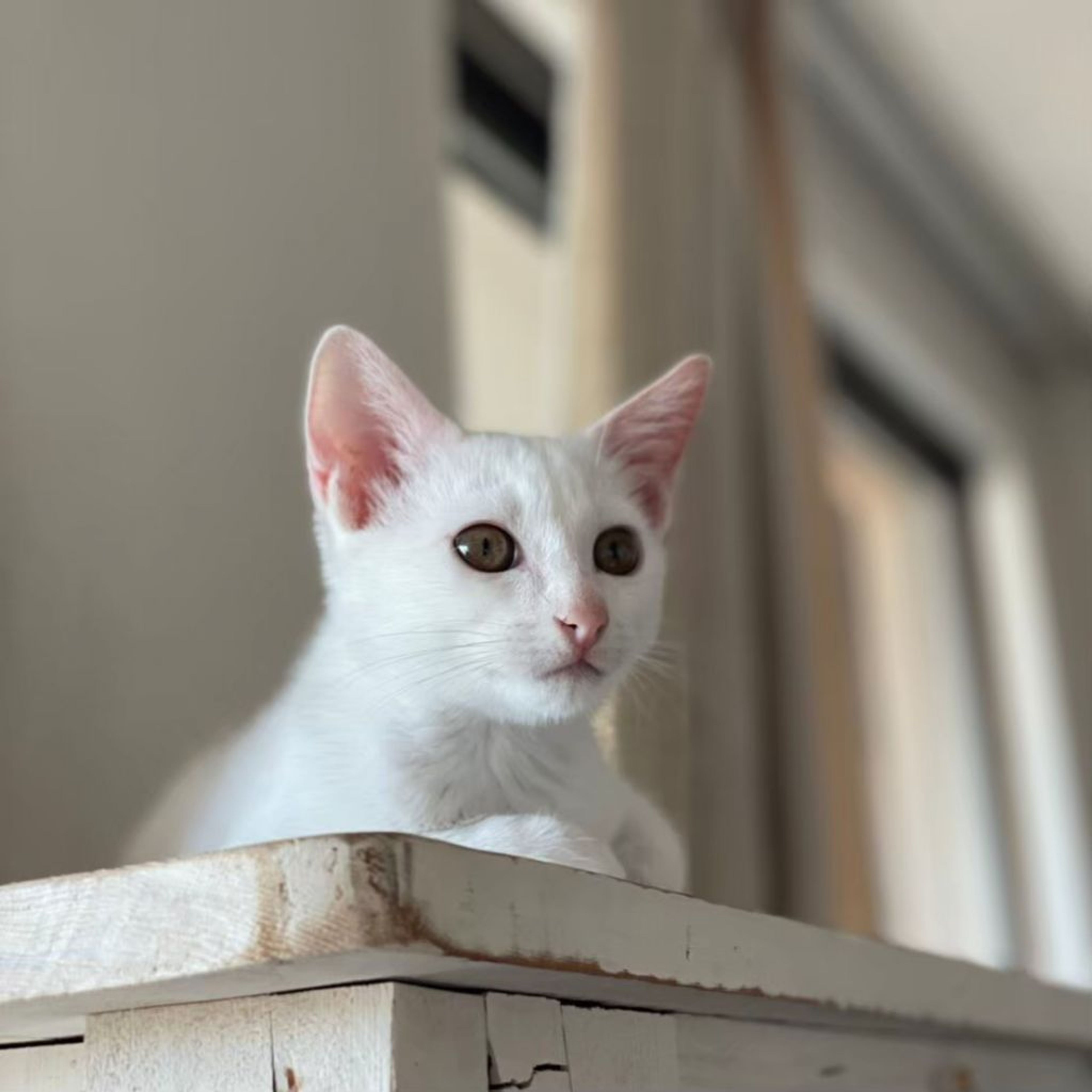pet-image-5