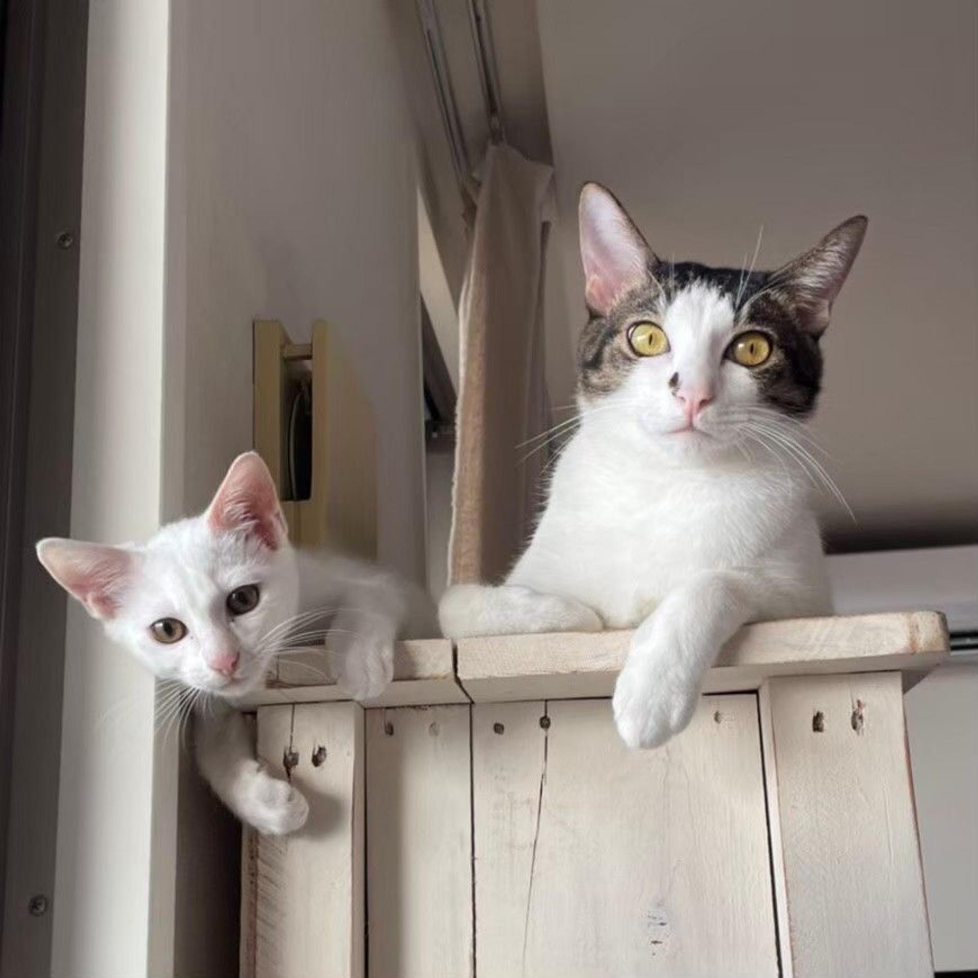 pet-image-6