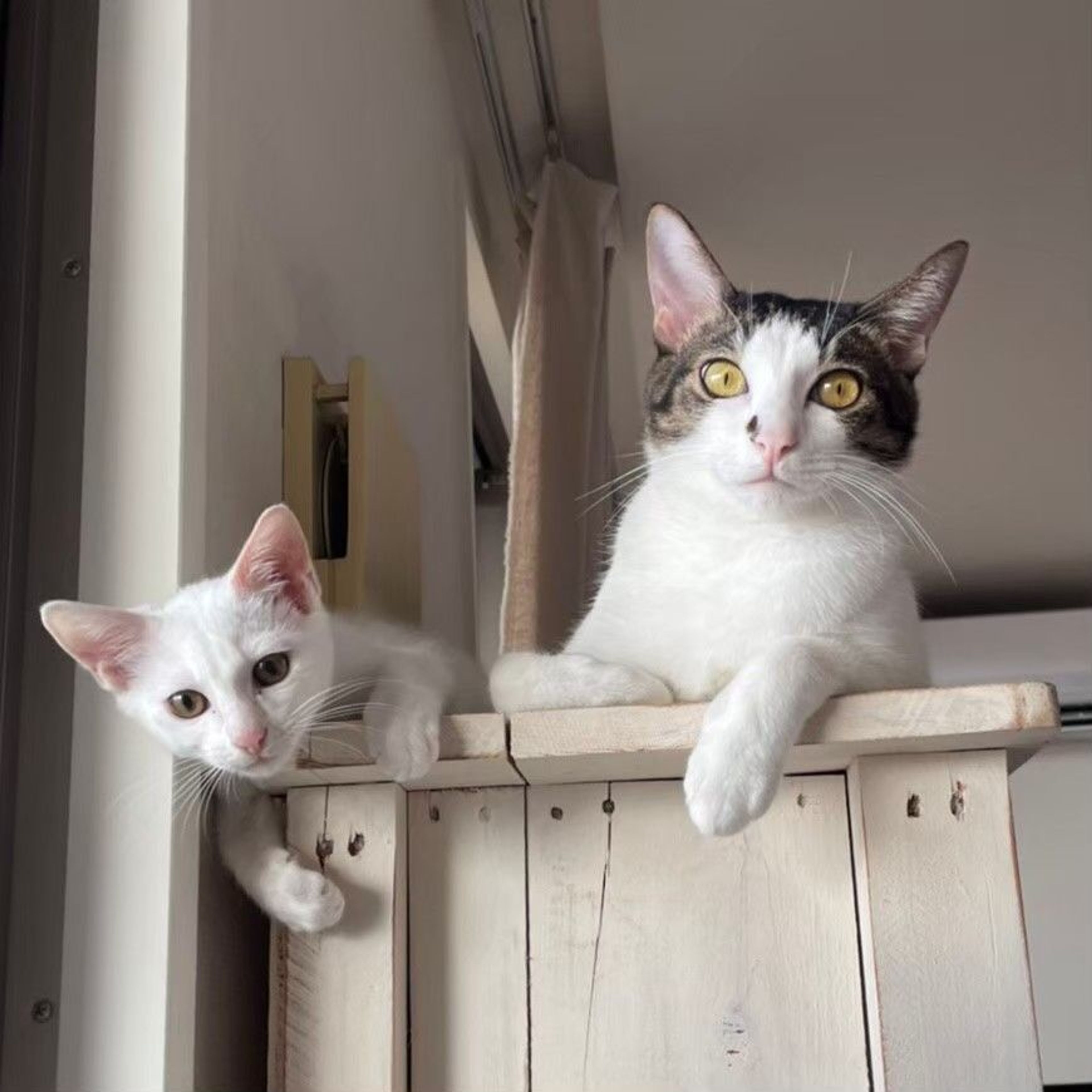 pet-image-6